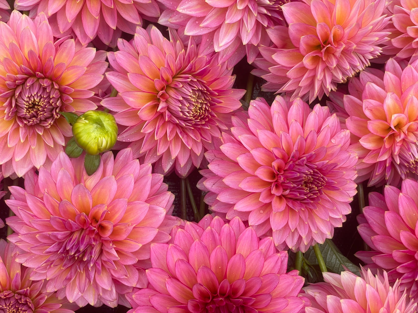 Dahlia Bloomquist Mojo