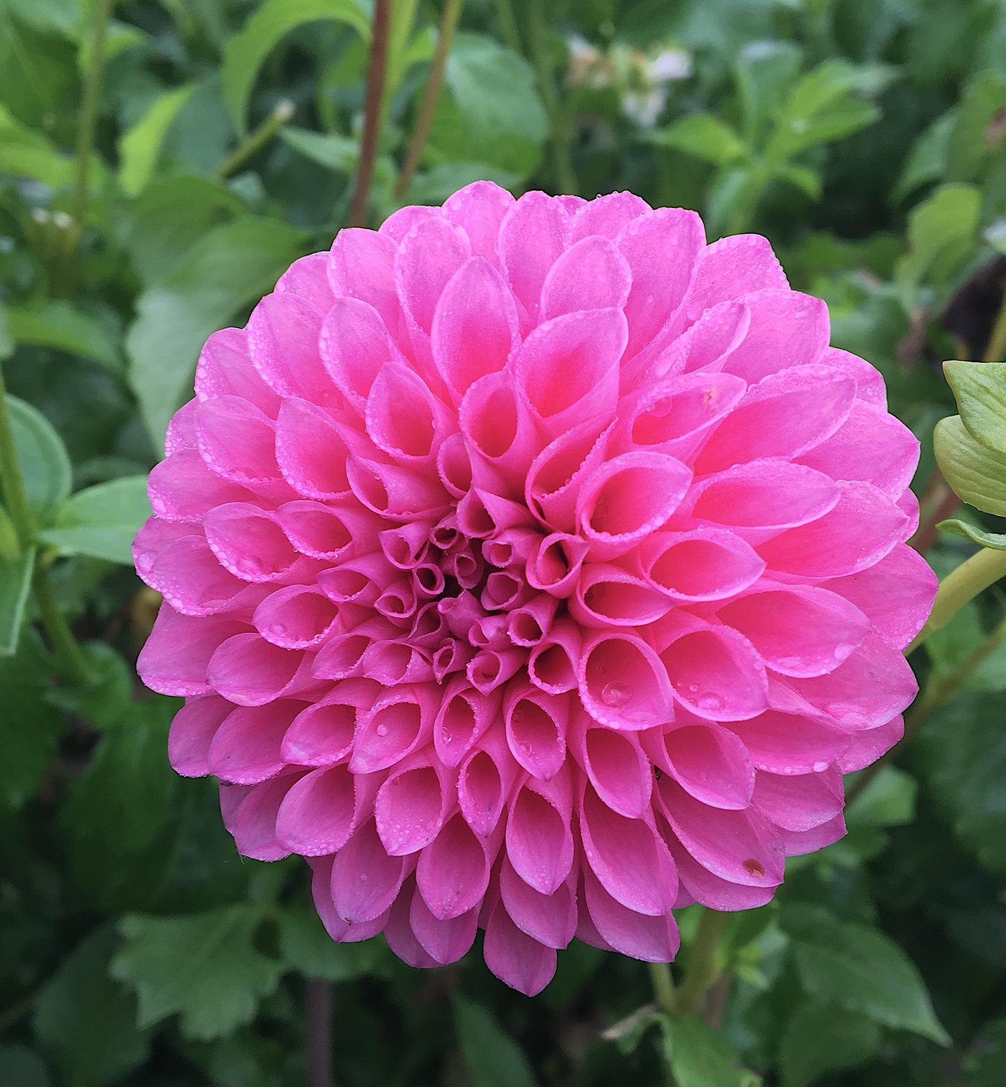 Dahlia Chimacum Katie