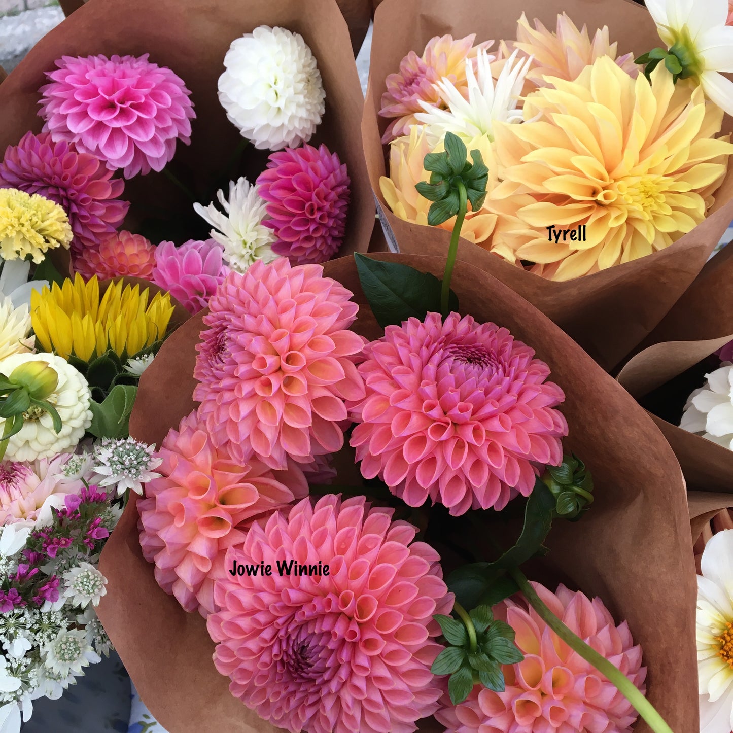 Dahlia Jowey Winnie