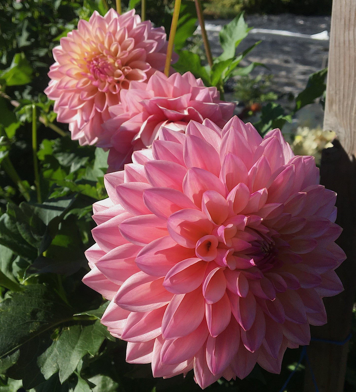 Dahlia Coralie