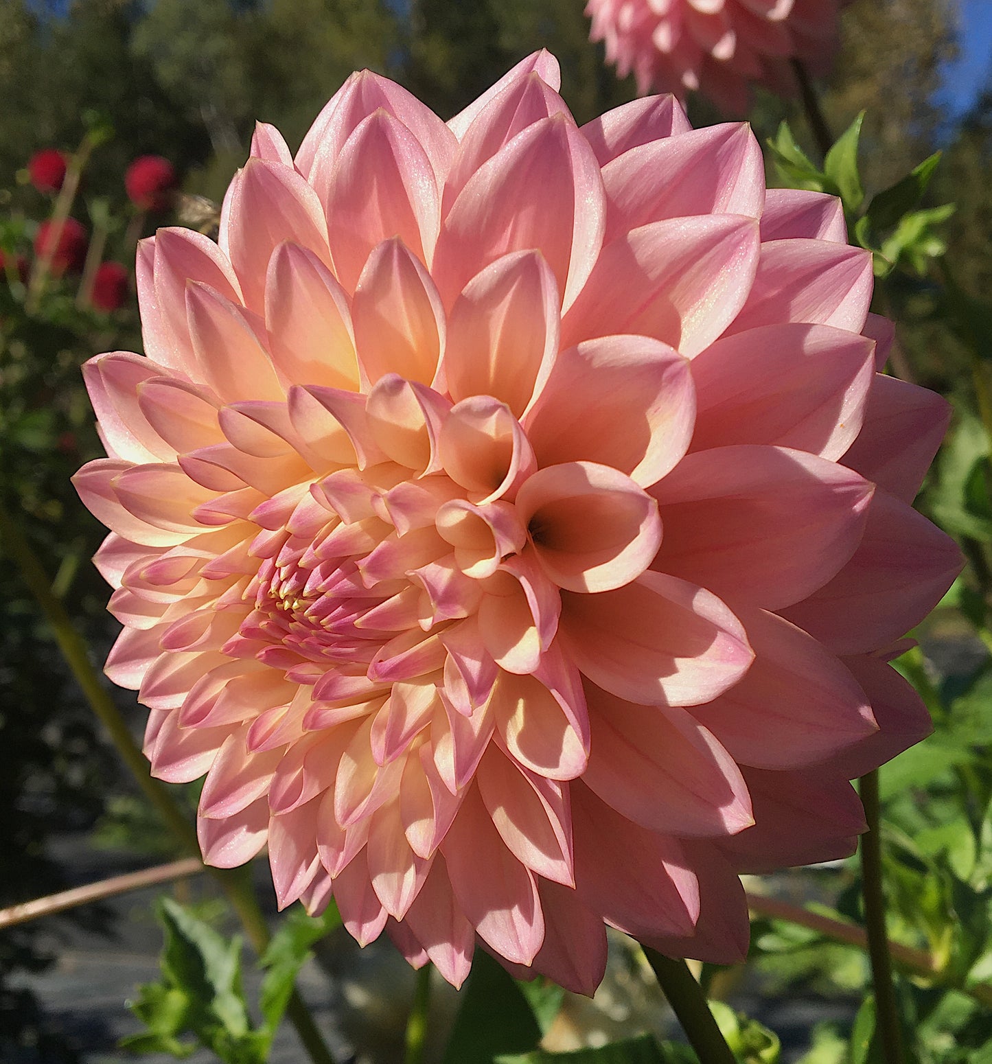 Dahlia Coralie