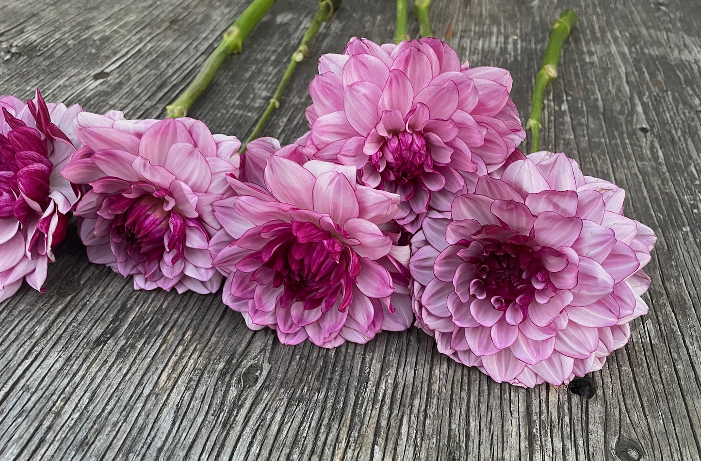 Dahlia Creme de Casis