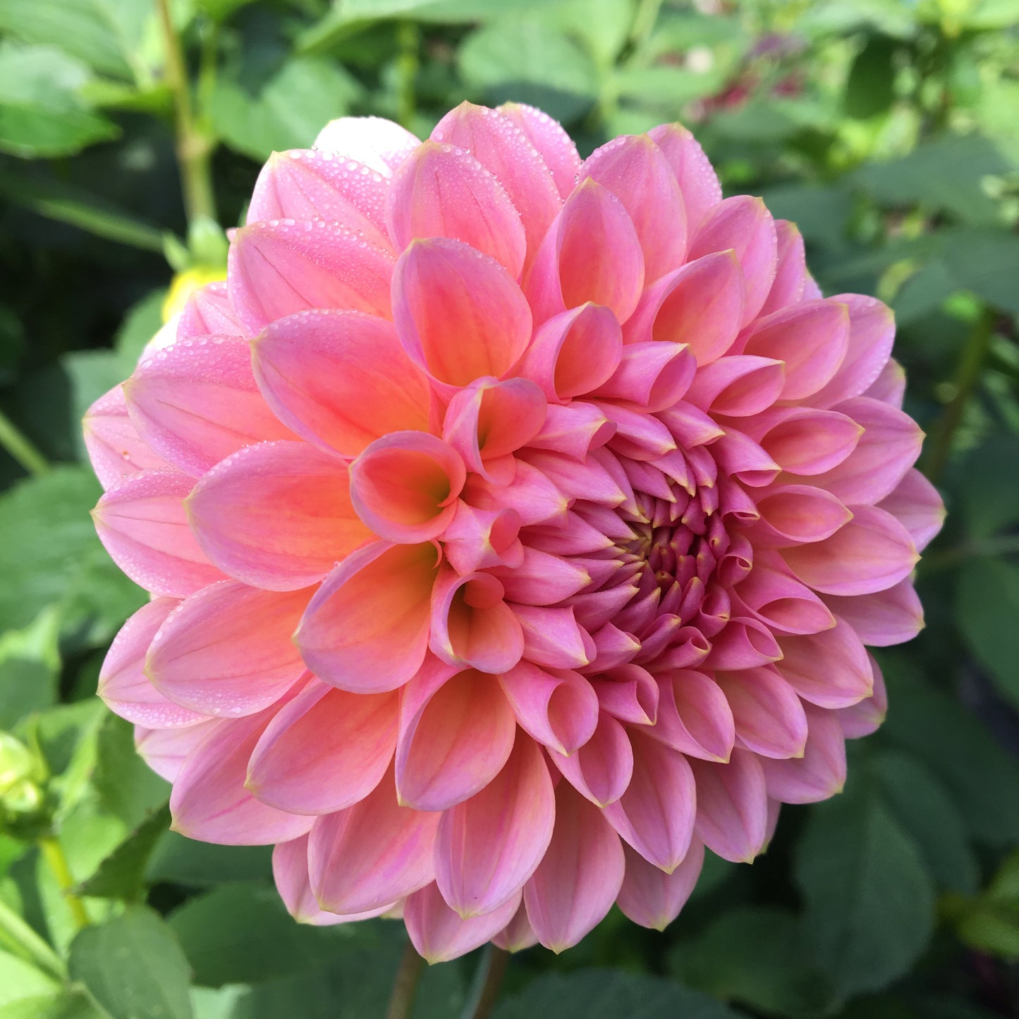 Dahlia Dikara Superb