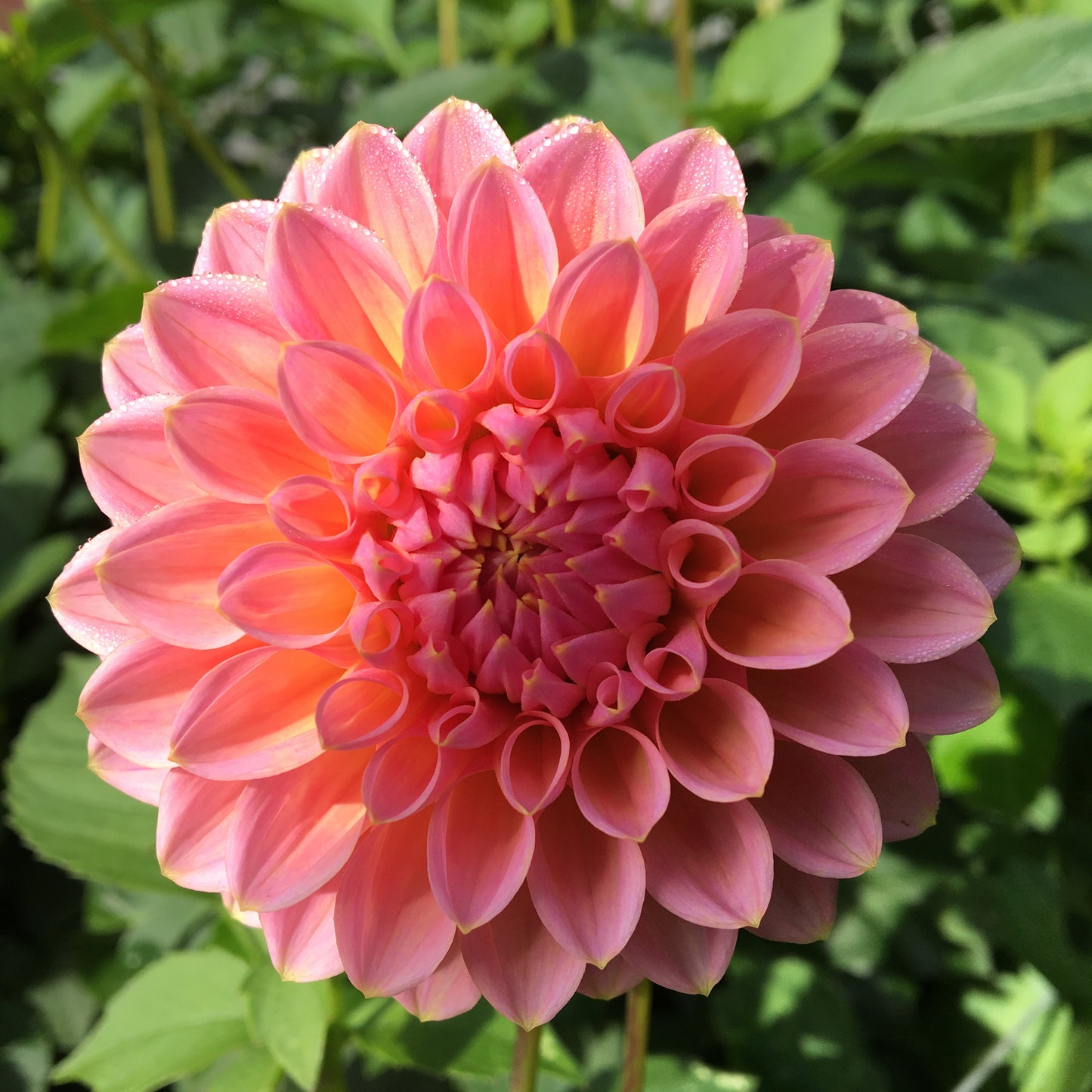 Dahlia Dikara Superb