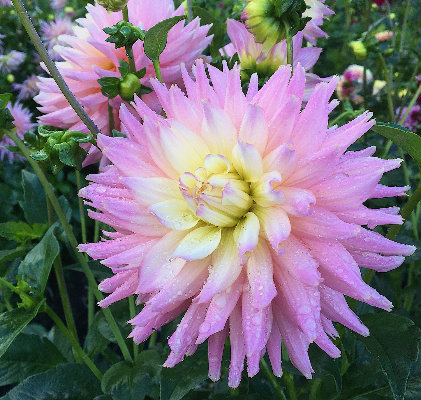Dahlia Ferncliff Cameo