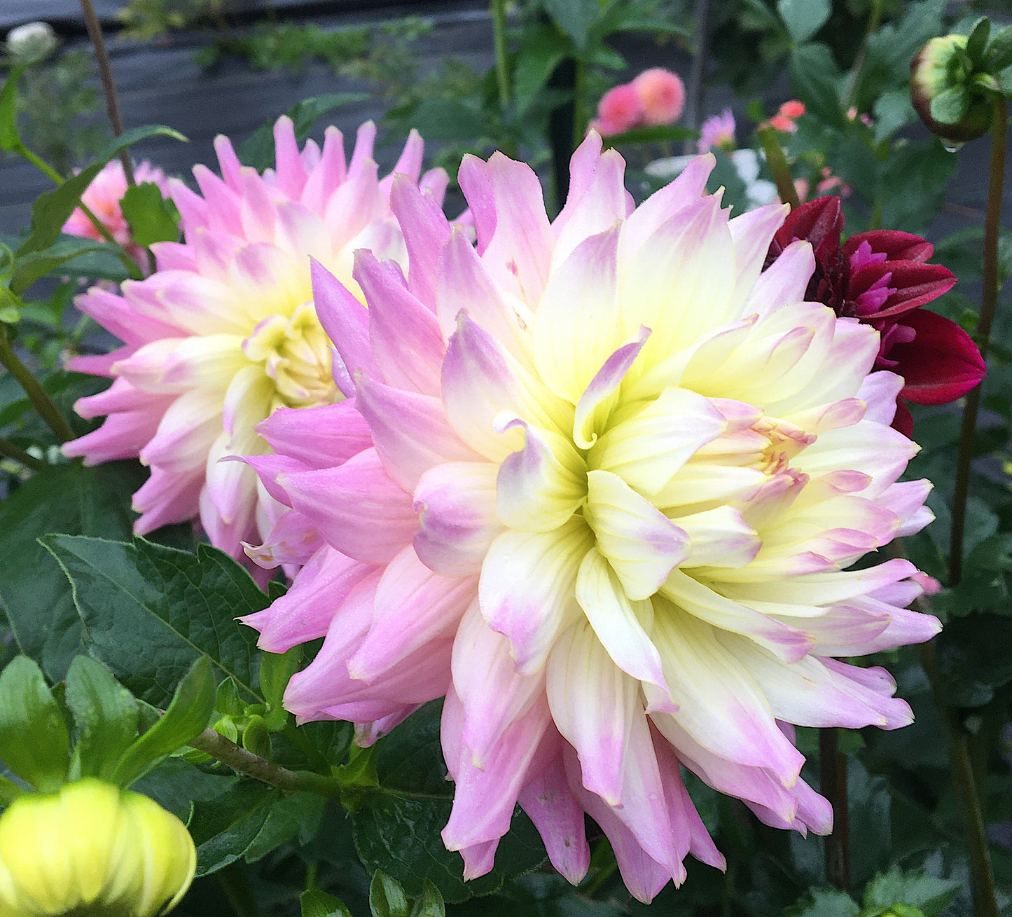 Dahlia Ferncliff Cameo
