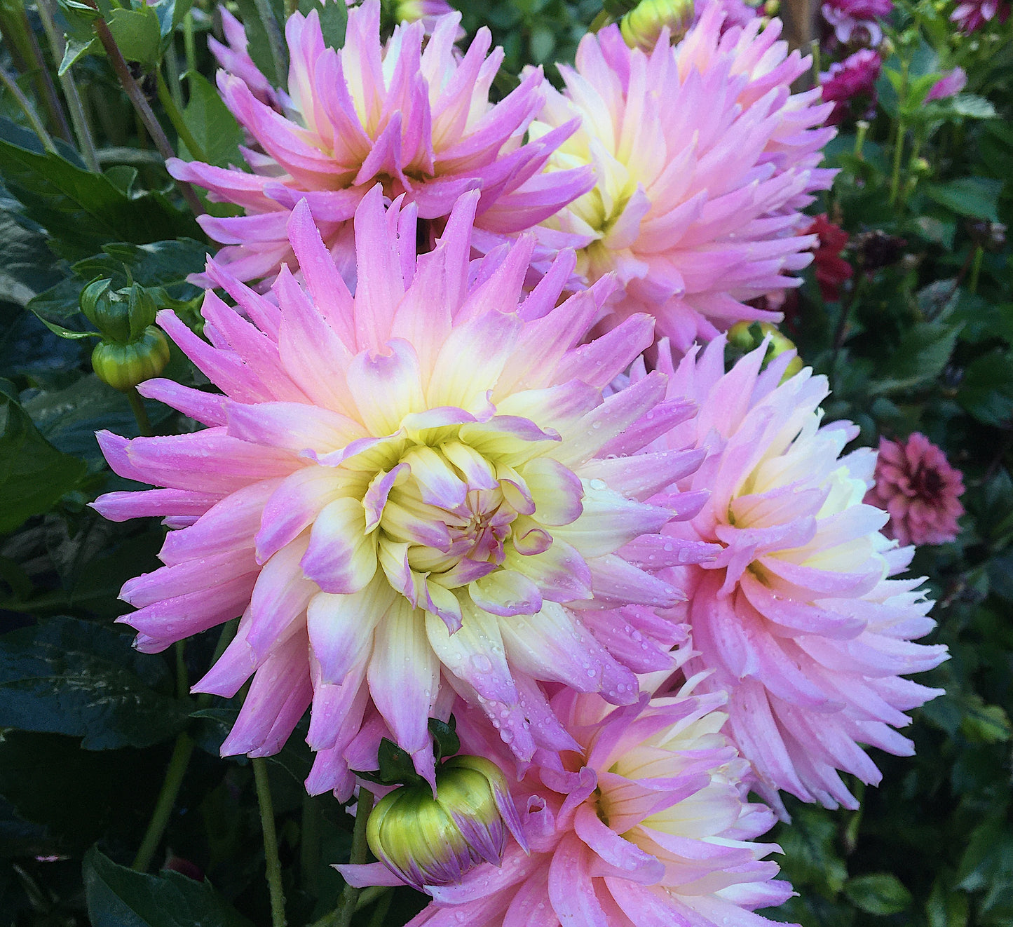 Dahlia Ferncliff Cameo