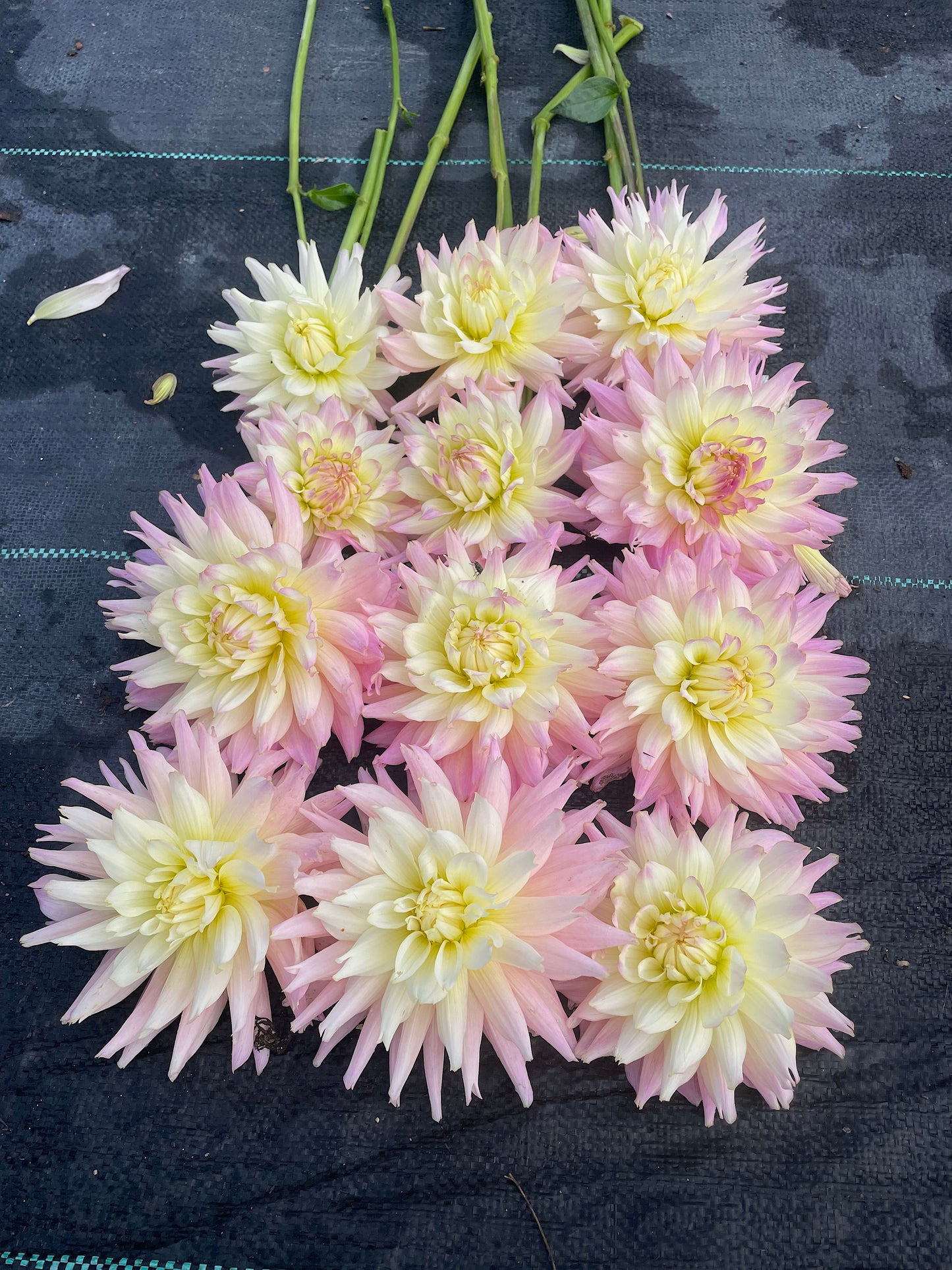 Dahlia Ferncliff Cameo