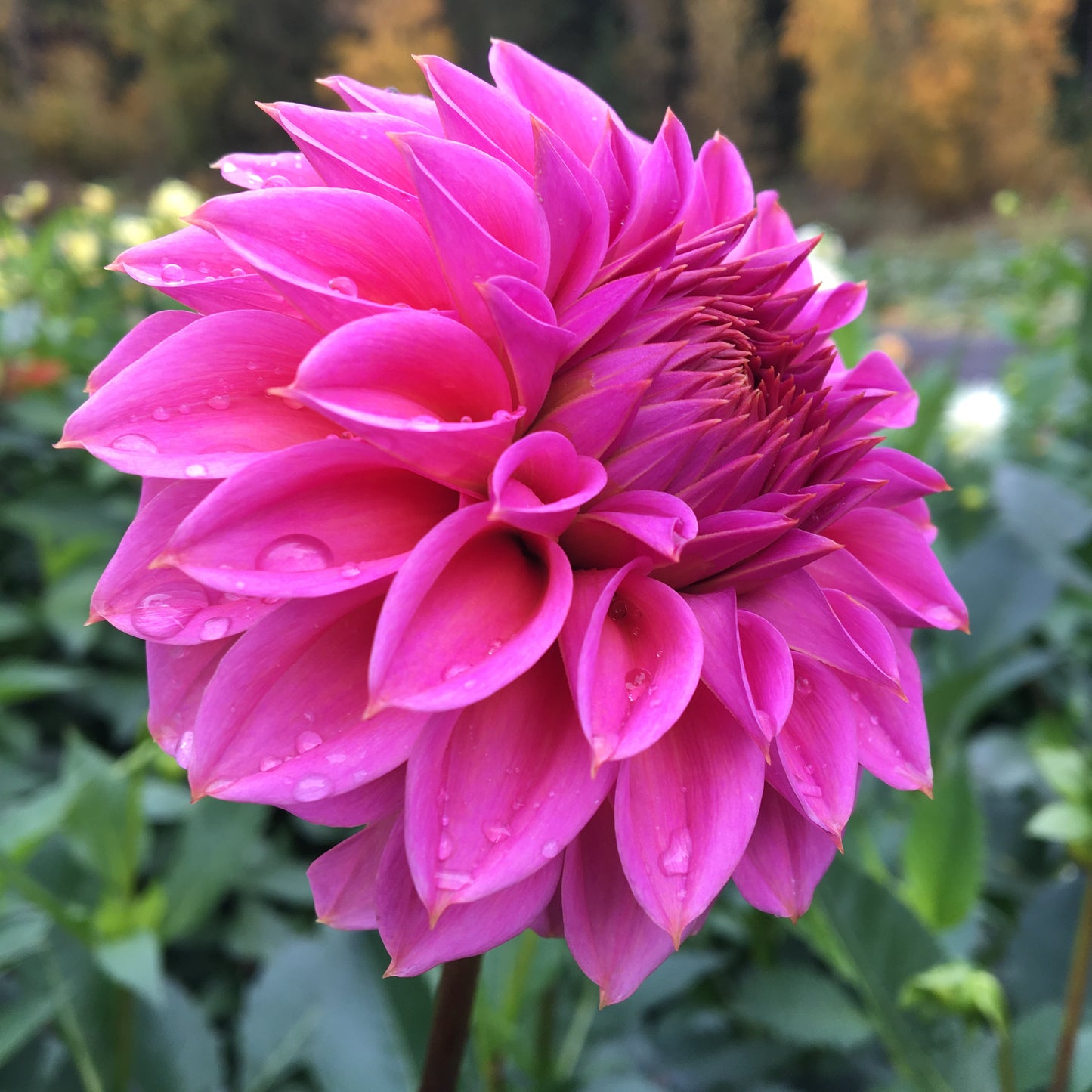 Dahlia Ferncliff Classy
