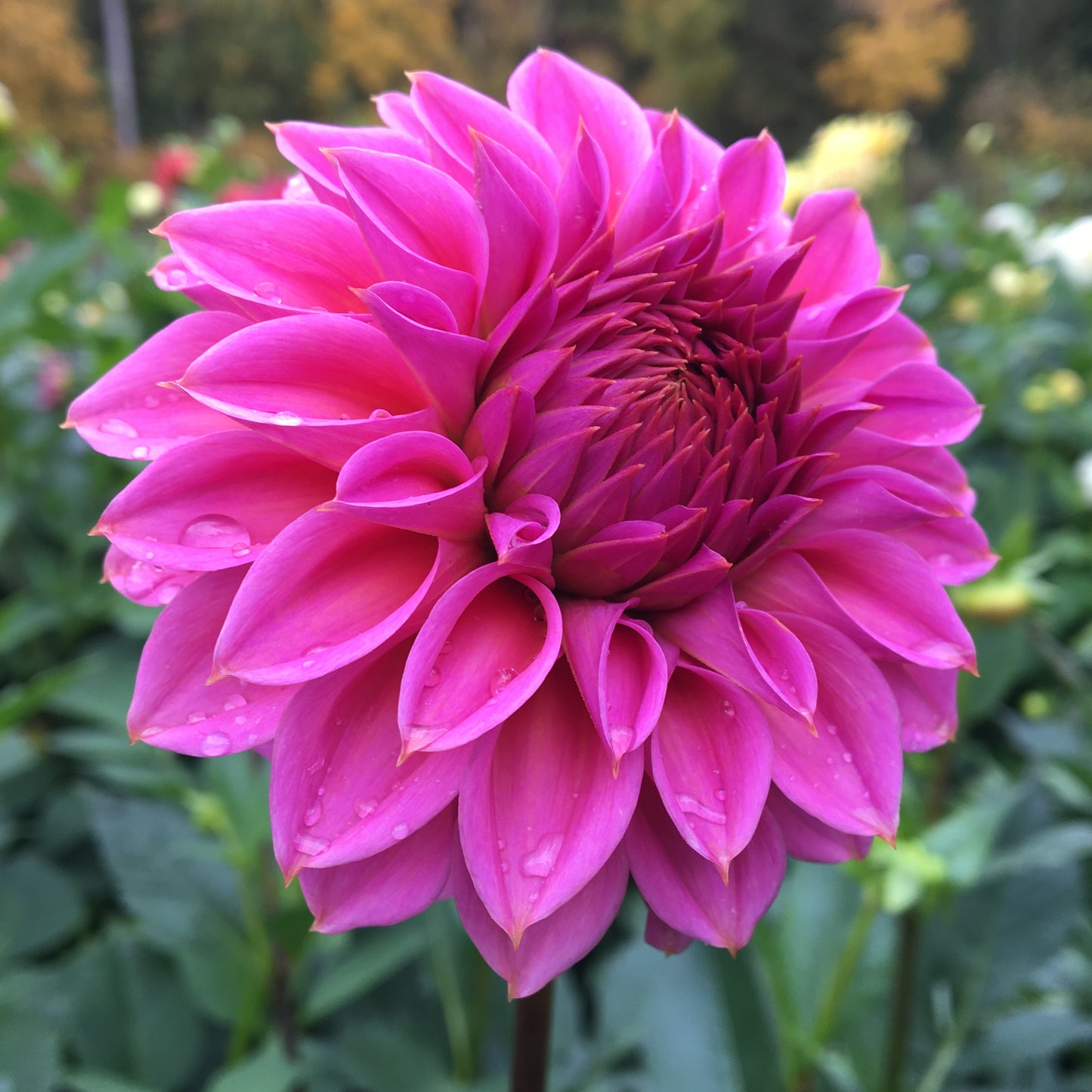 Dahlia Ferncliff Classy