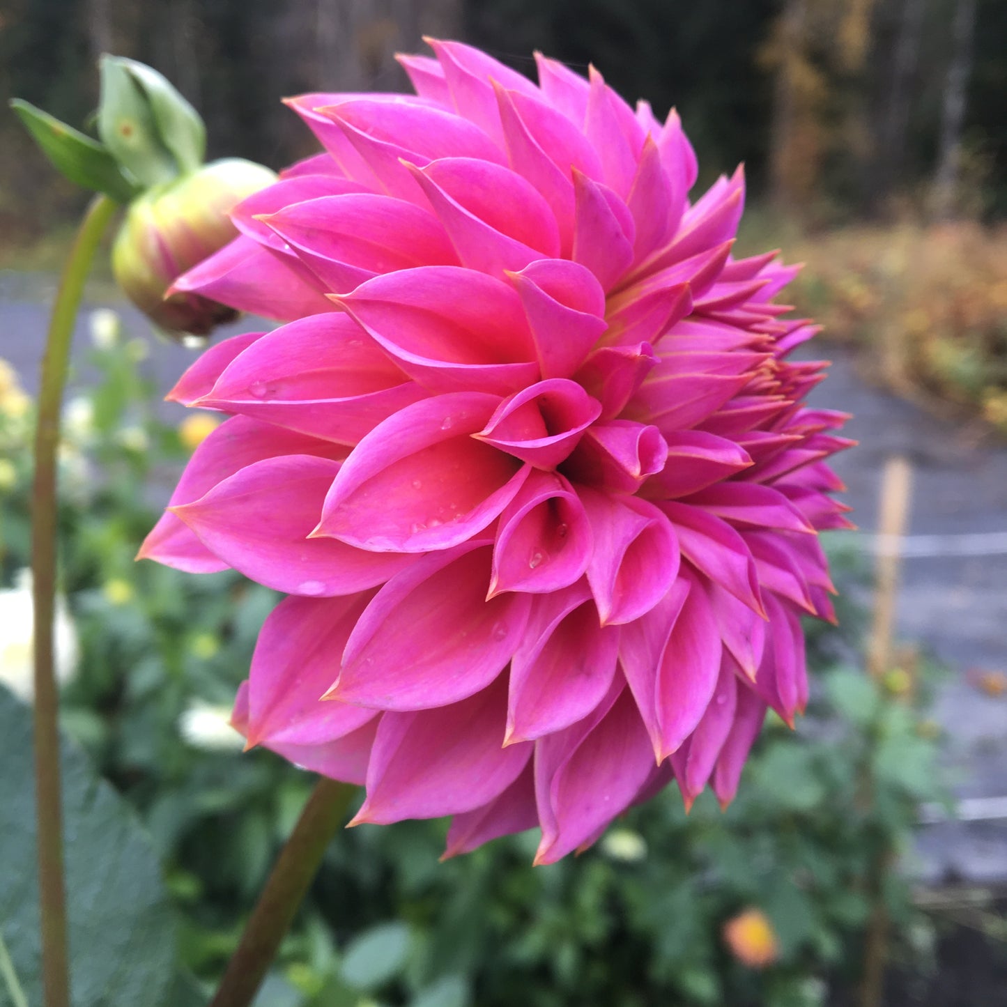 Dahlia Ferncliff Classy