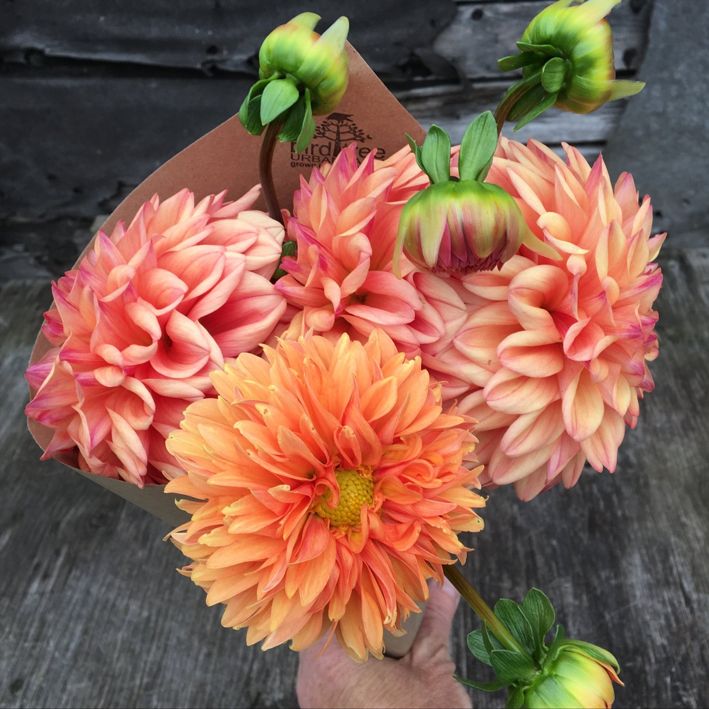 Dahlia Ferncliff Copper
