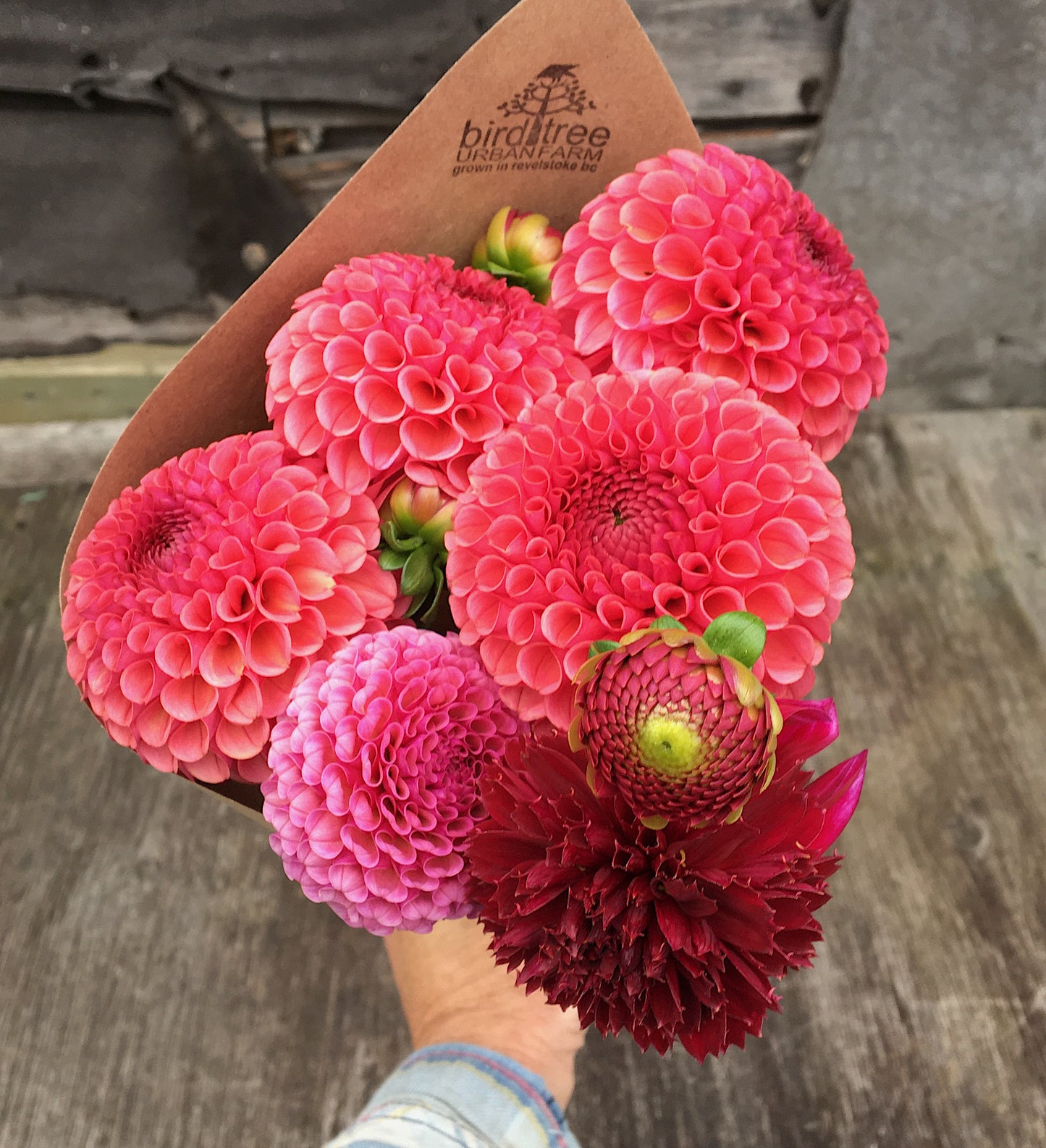 Dahlia Ferncliff Rusty