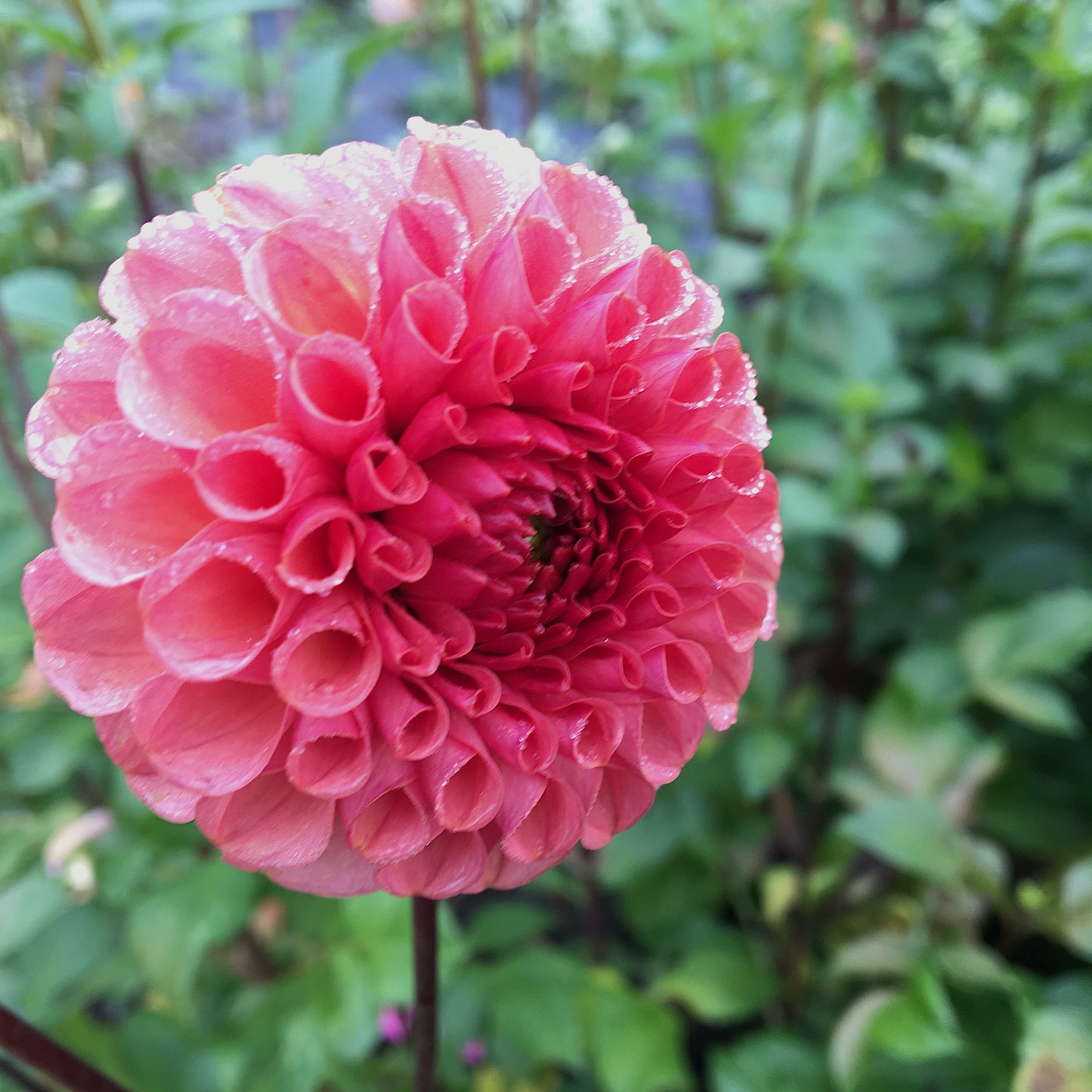 Dahlia Ferncliff Rusty