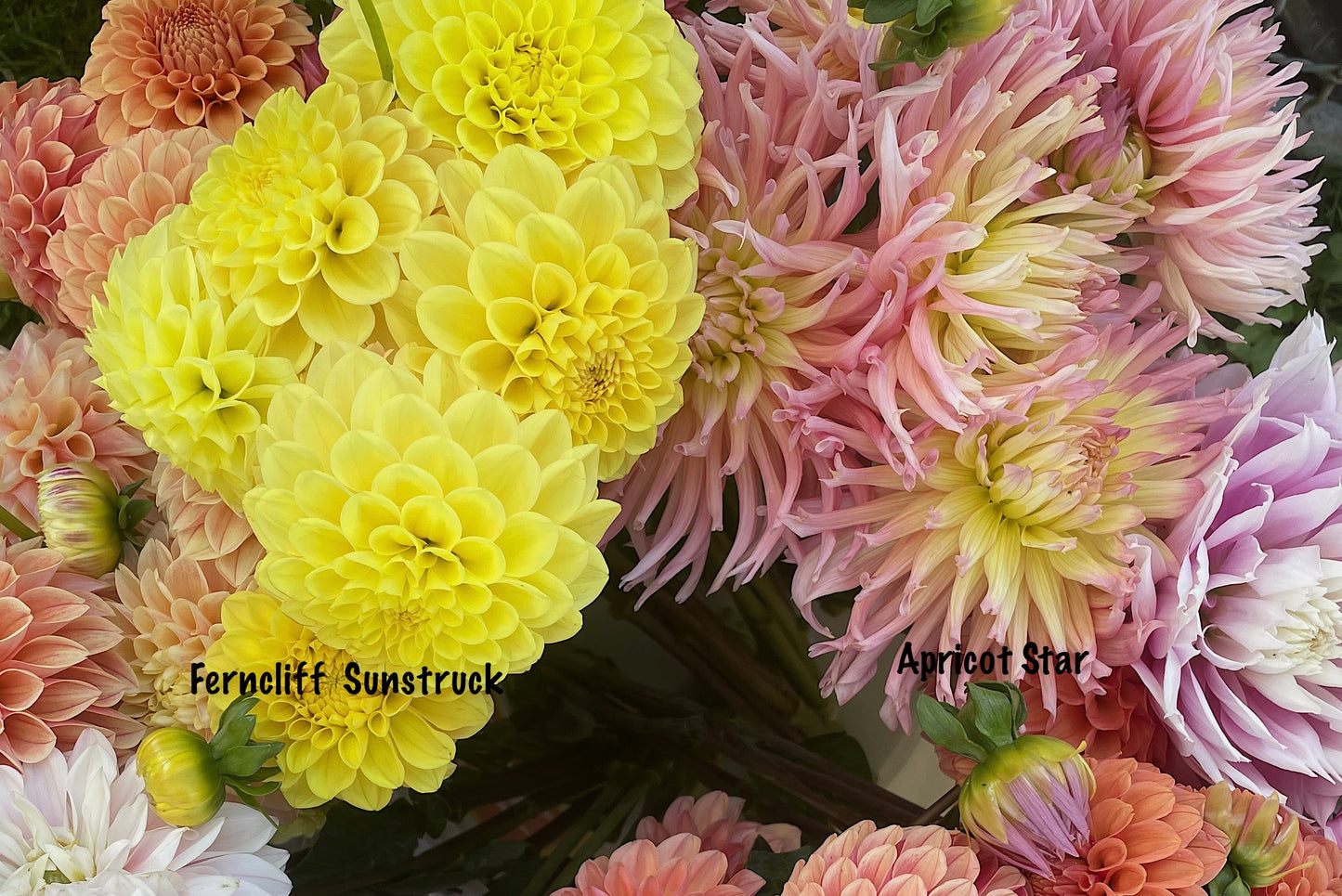 Dahlia Ferncliff Sunstruck