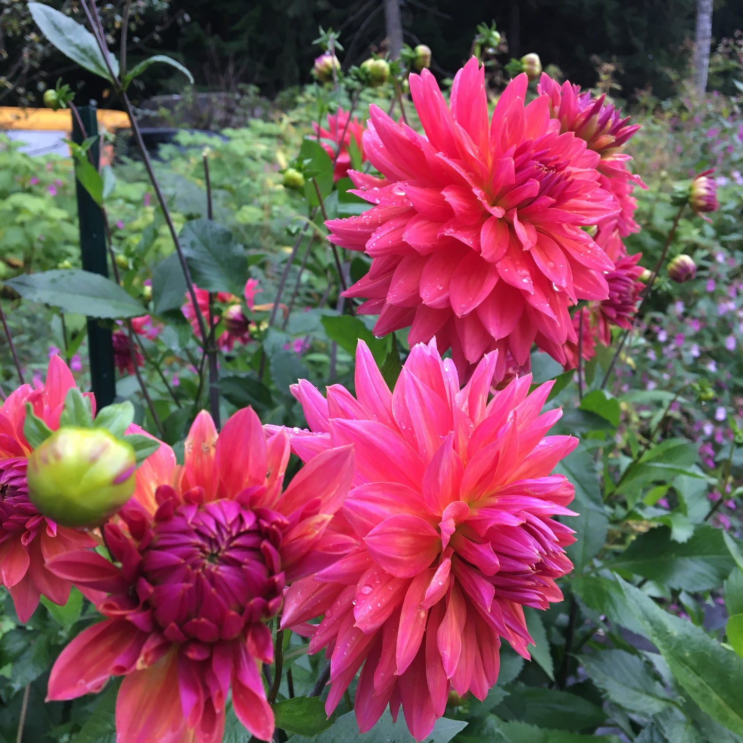 Dahlia Fire Magic