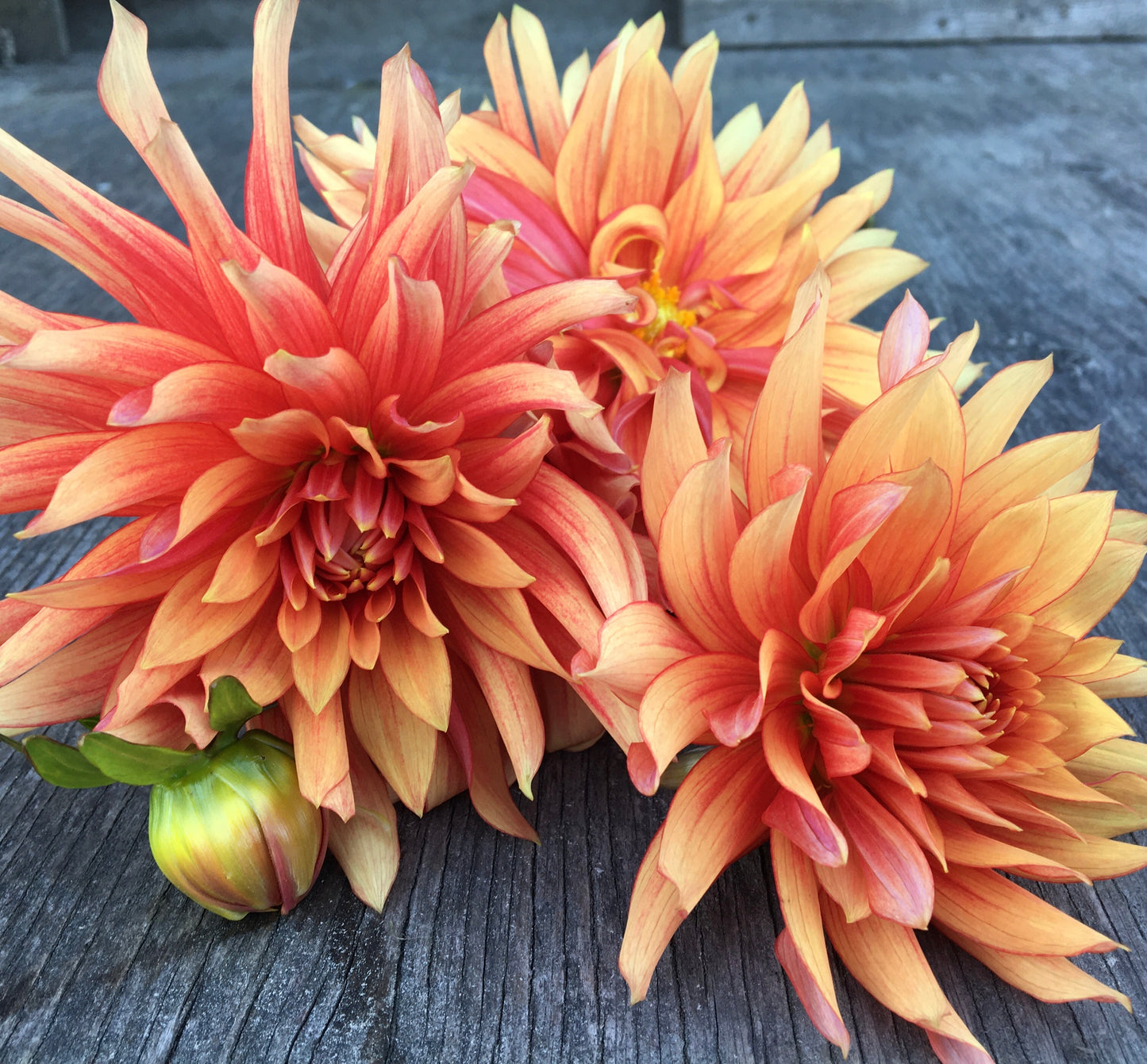 Dahlia bonne journée