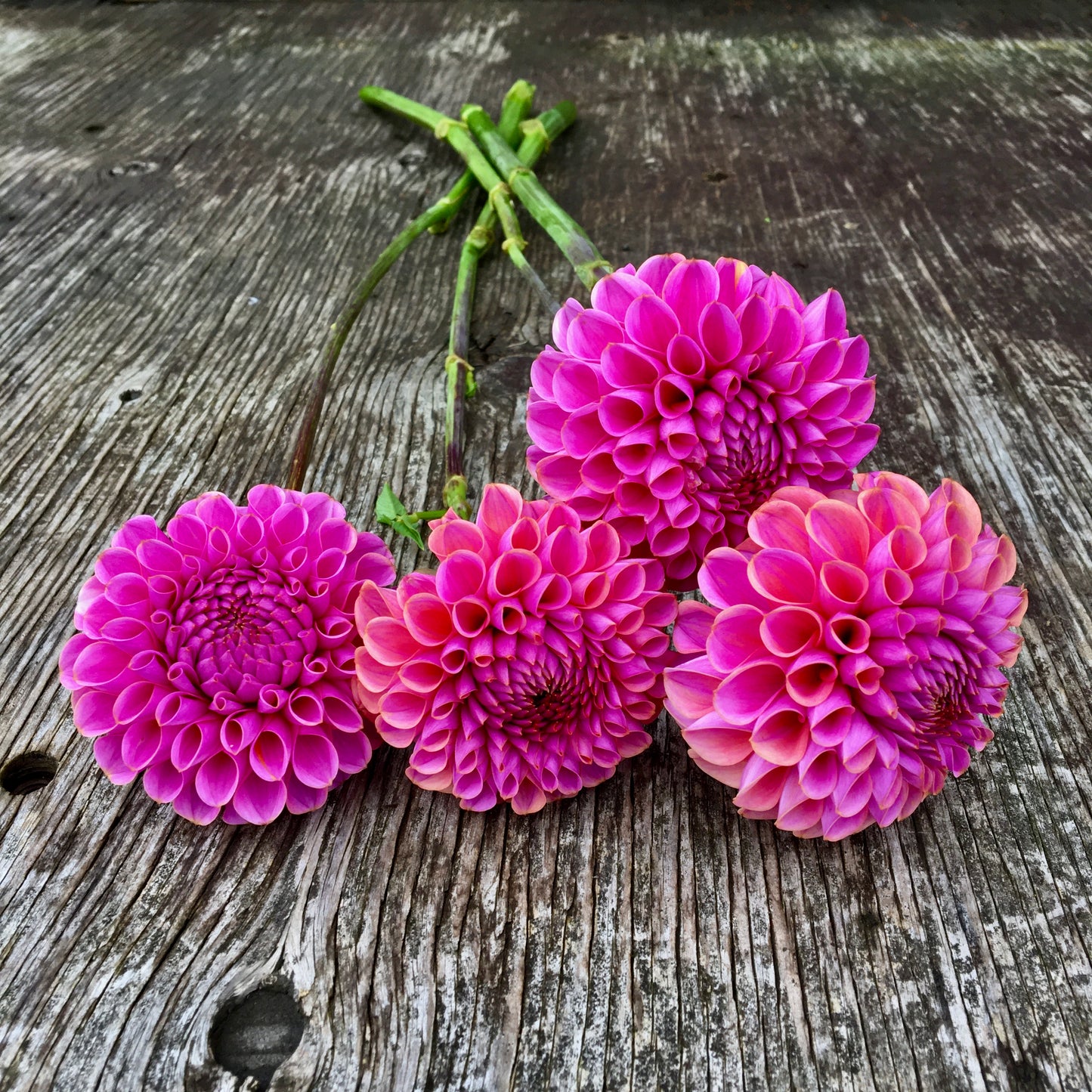 Dahlia Isabel