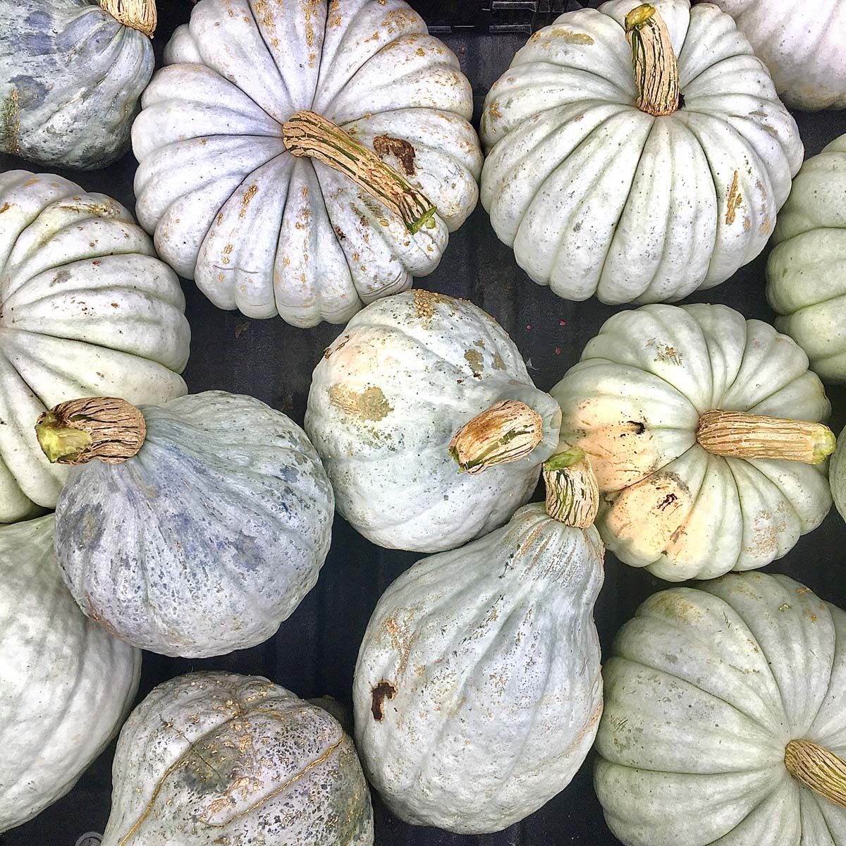 Winter Squash Seedlings