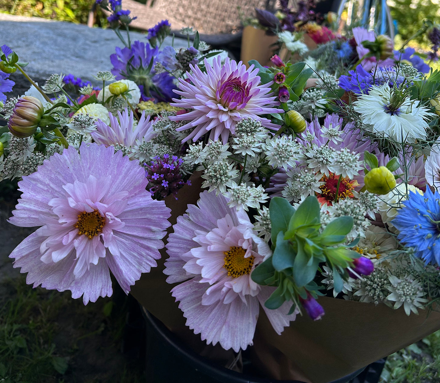 Dahlia Josudi Andromeda