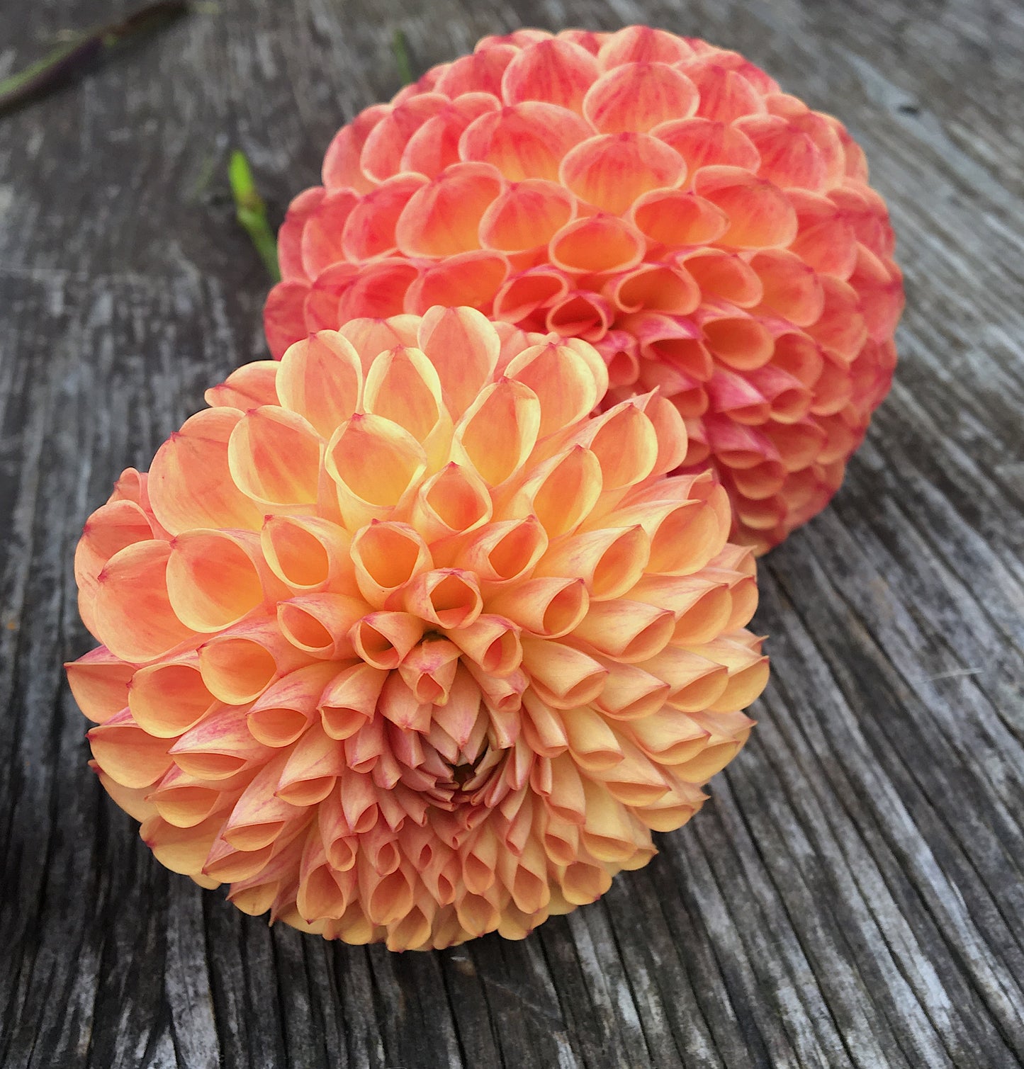 Dahlia Jowey Nicky