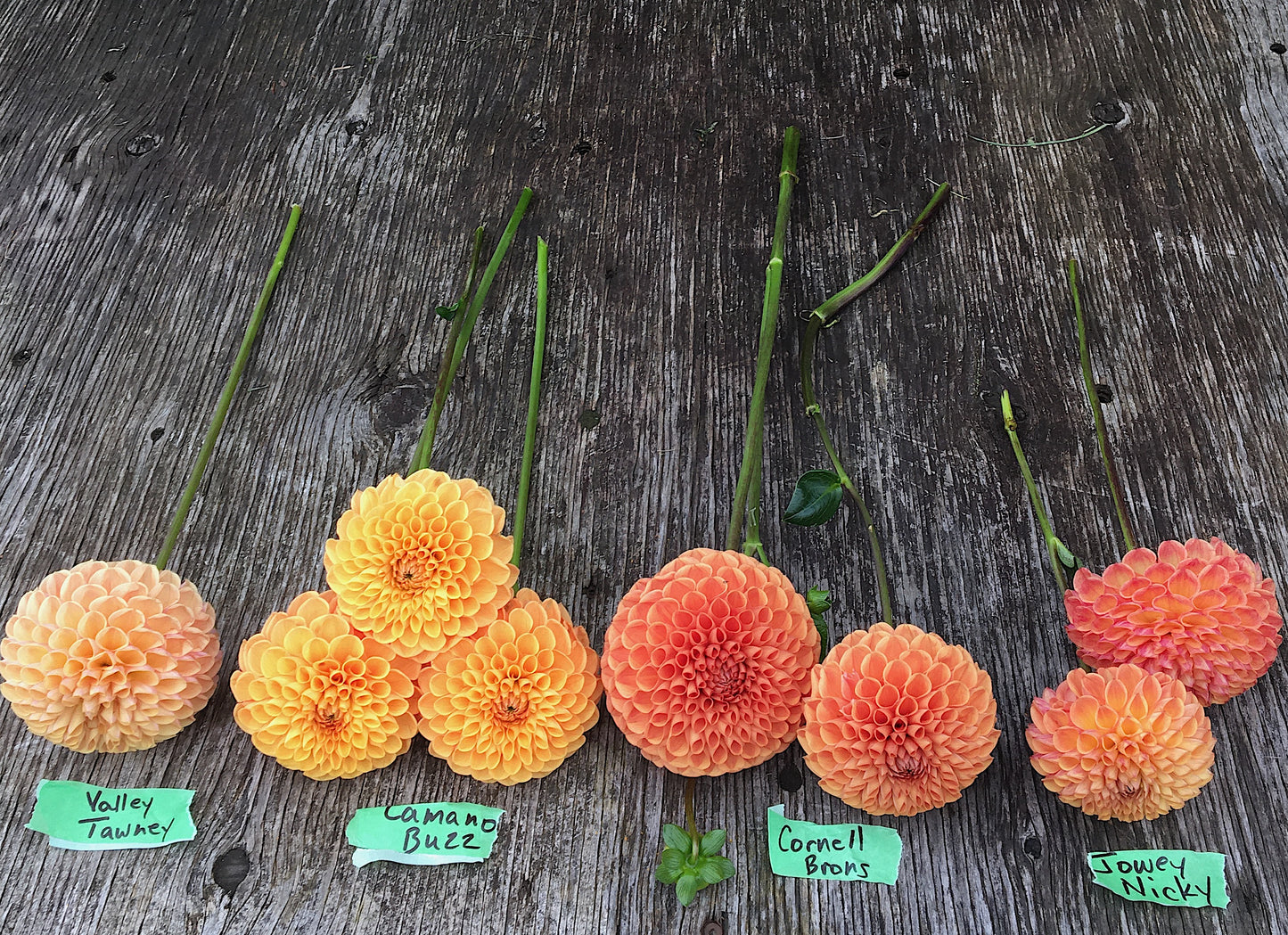 Dahlia Jowey Nicky