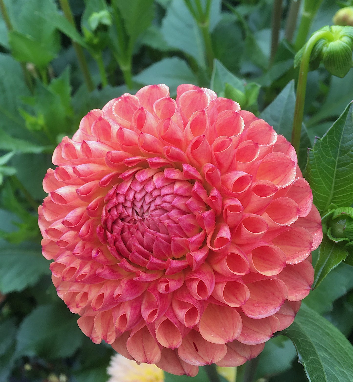 Dahlia Jowey Nicky