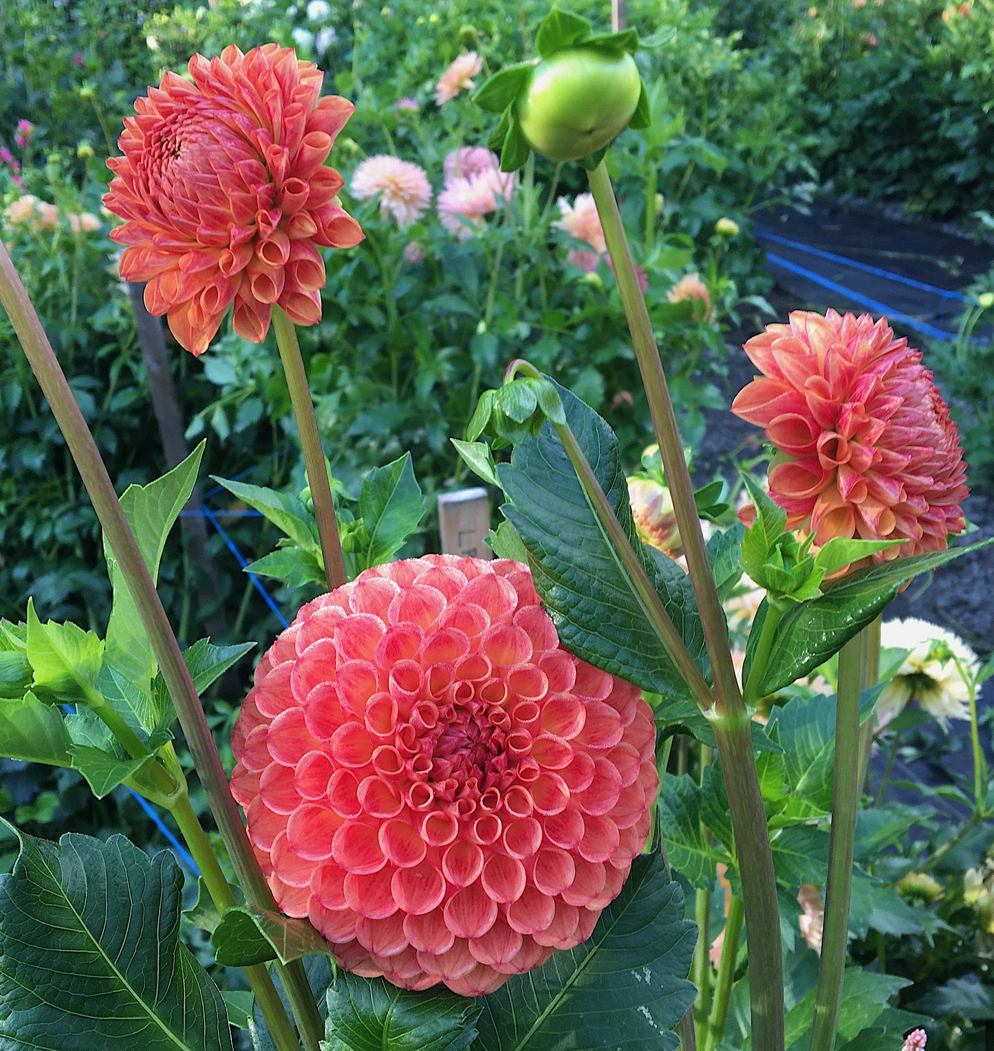 Dahlia Jowey Nicky