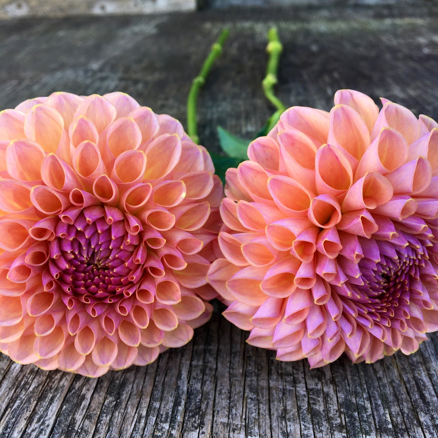 Dahlia Jowey Winnie