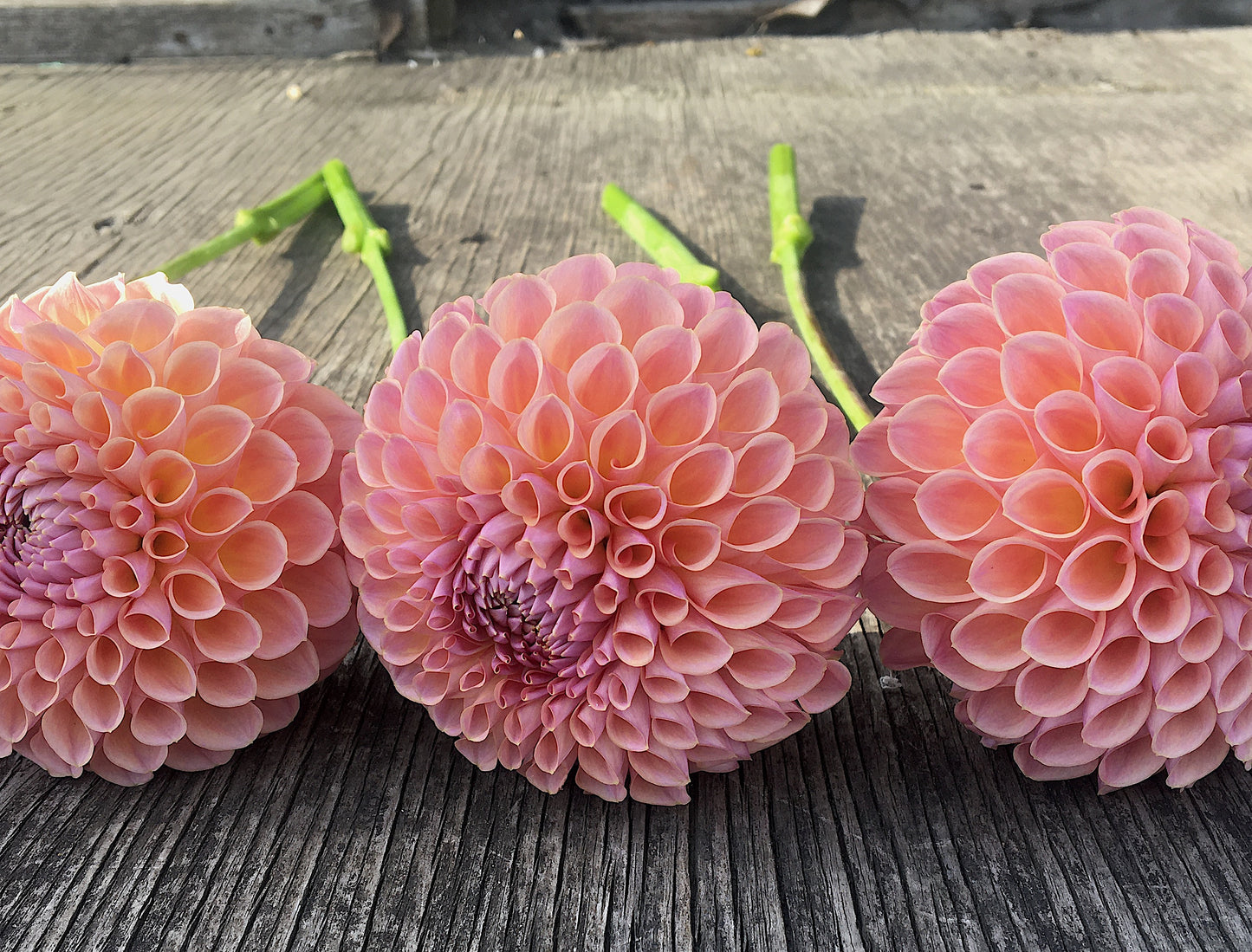 Dahlia Jowey Winnie