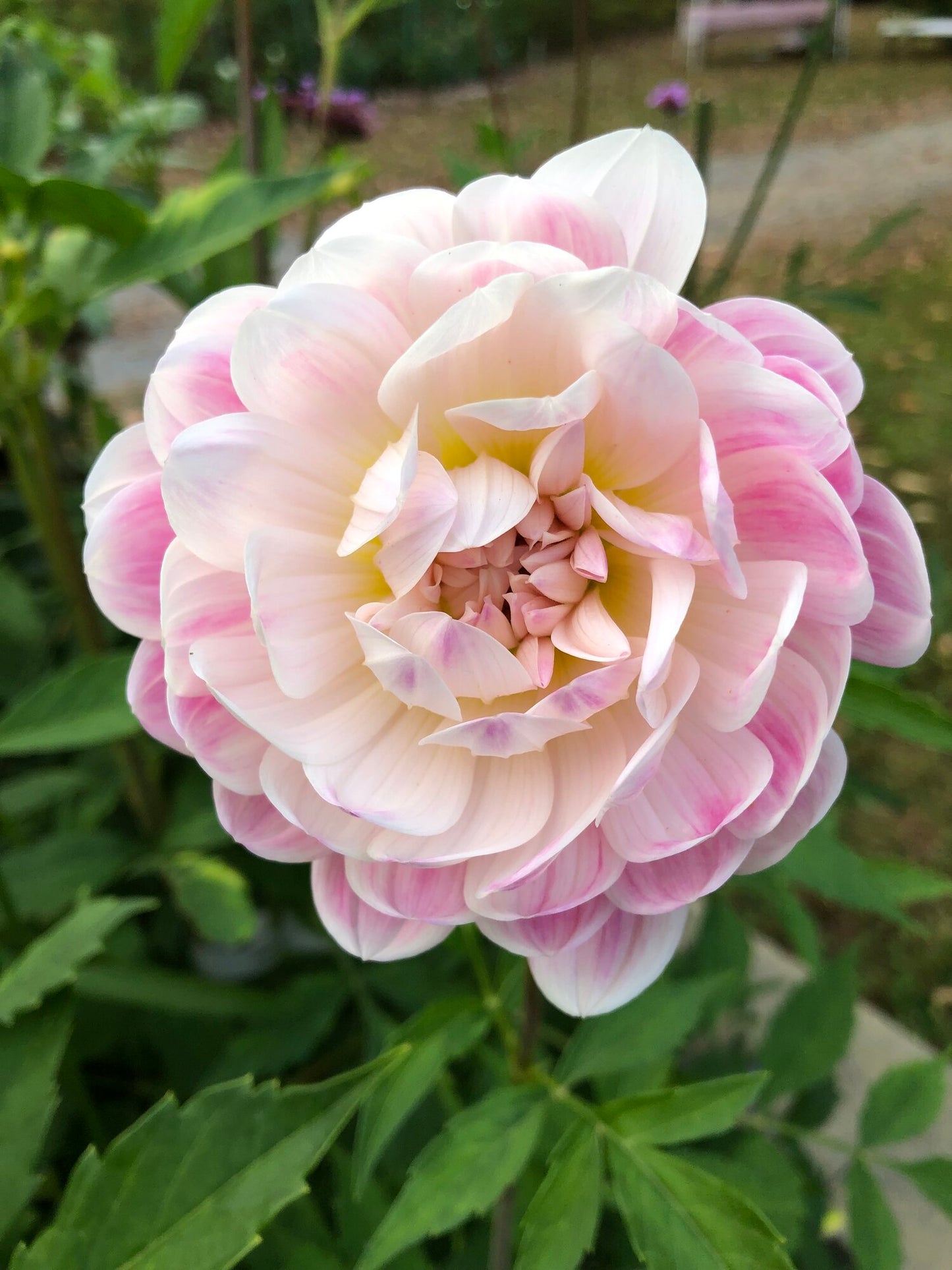 Dahlia Kelgai Anne