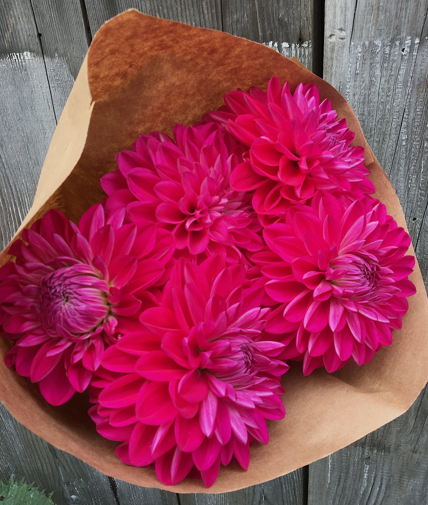 Dahlia Magenta NOID