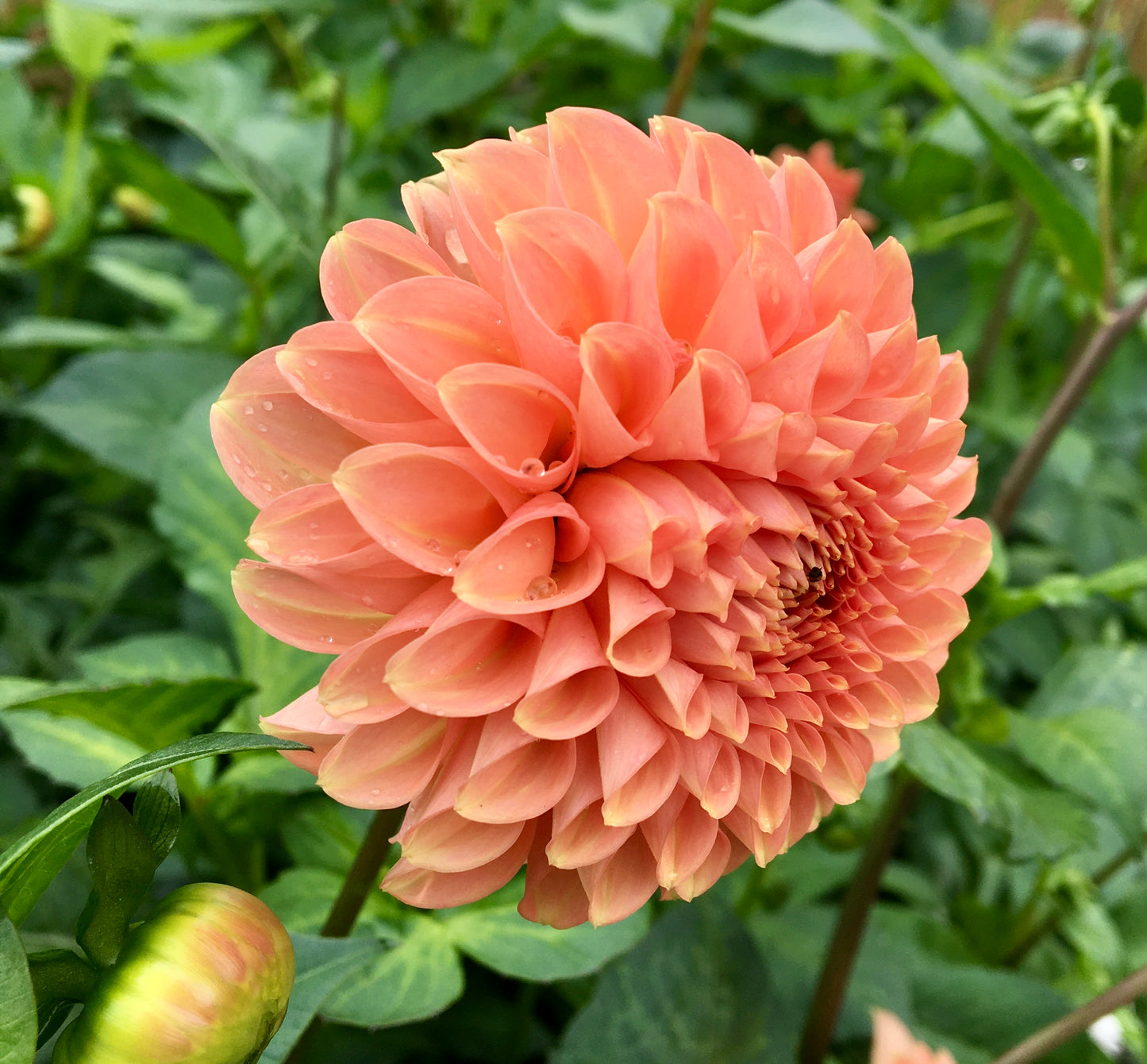 Dahlia Parkland Tribute