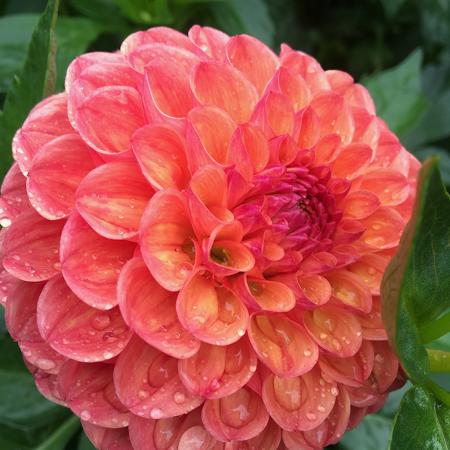 Dahlia Robinhood