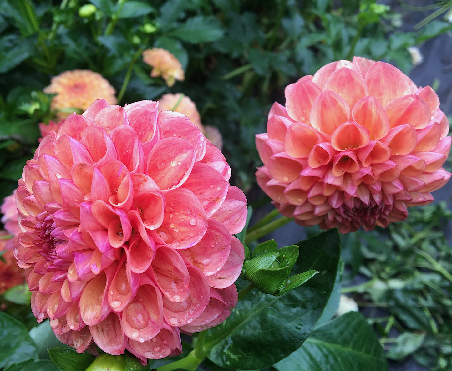 Dahlia Robinhood