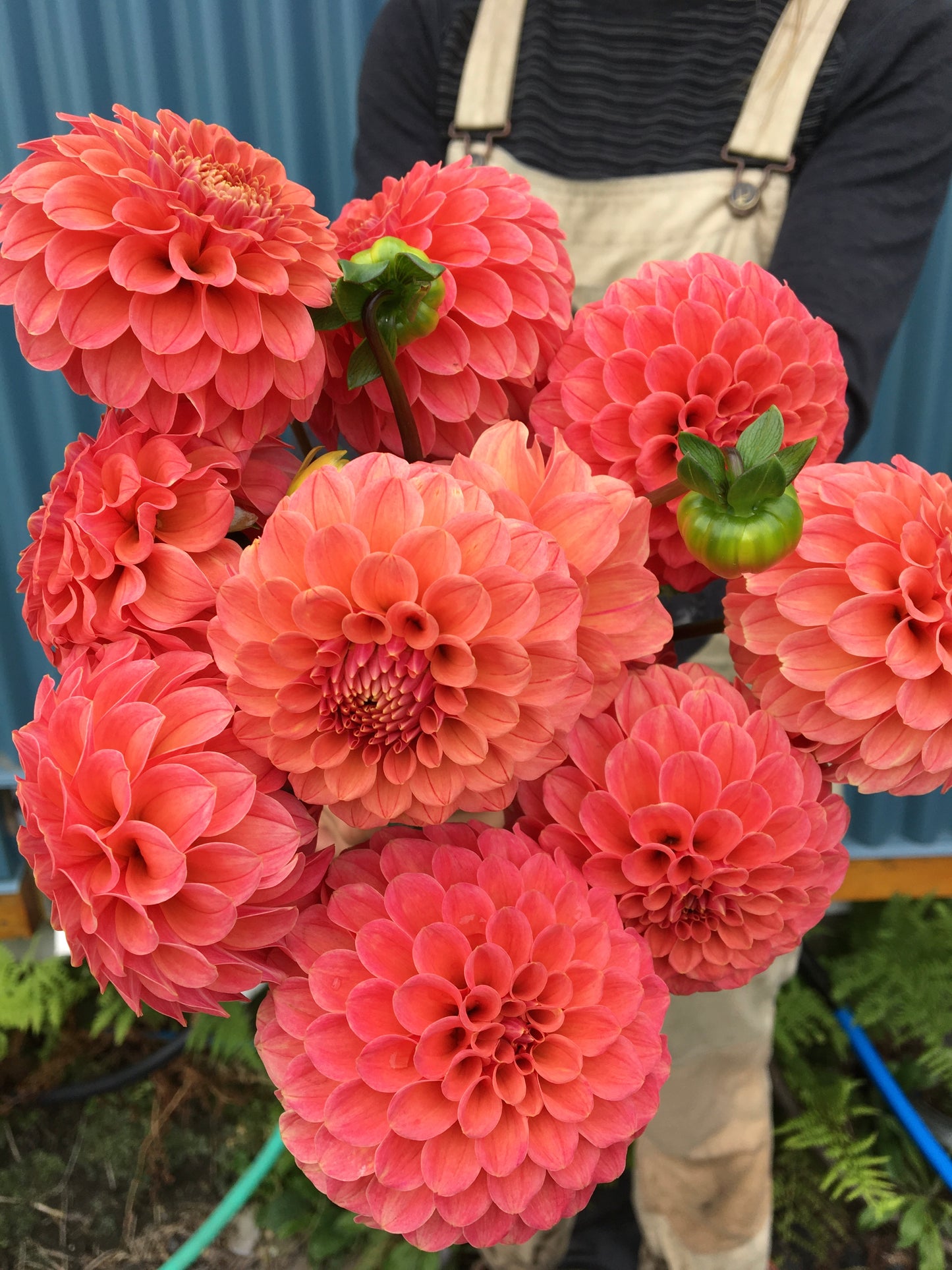 Dahlia Rose Toscano