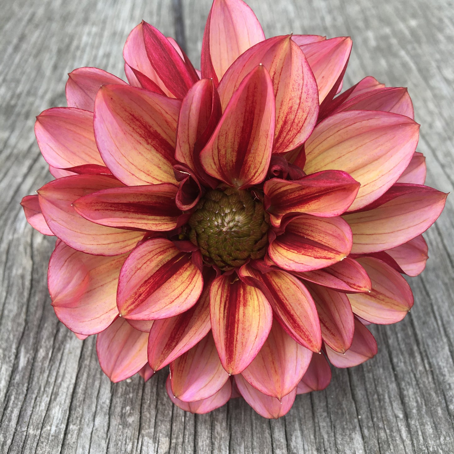 Dahlia Seniors Hope