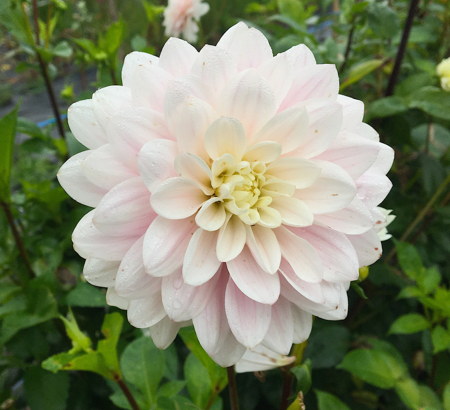 Années d'argent du Dahlia
