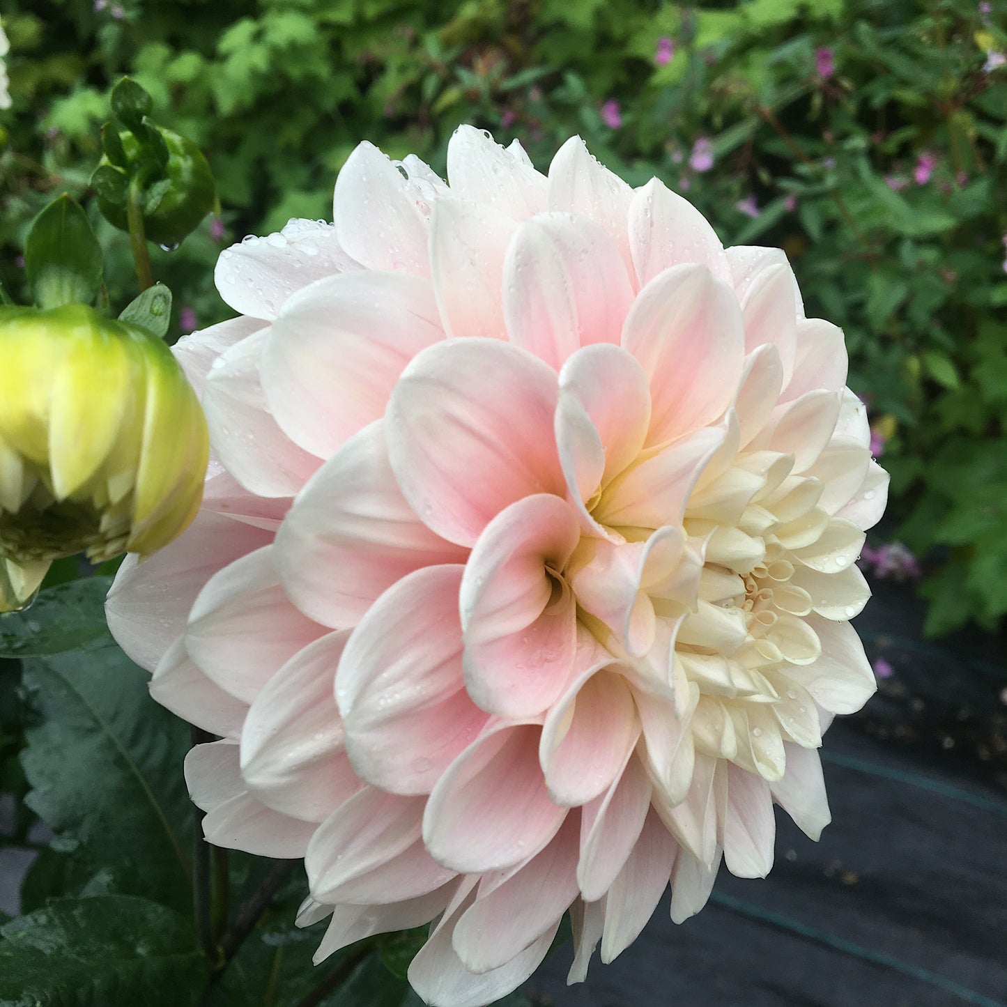 Dahlia Sweet Nathalie