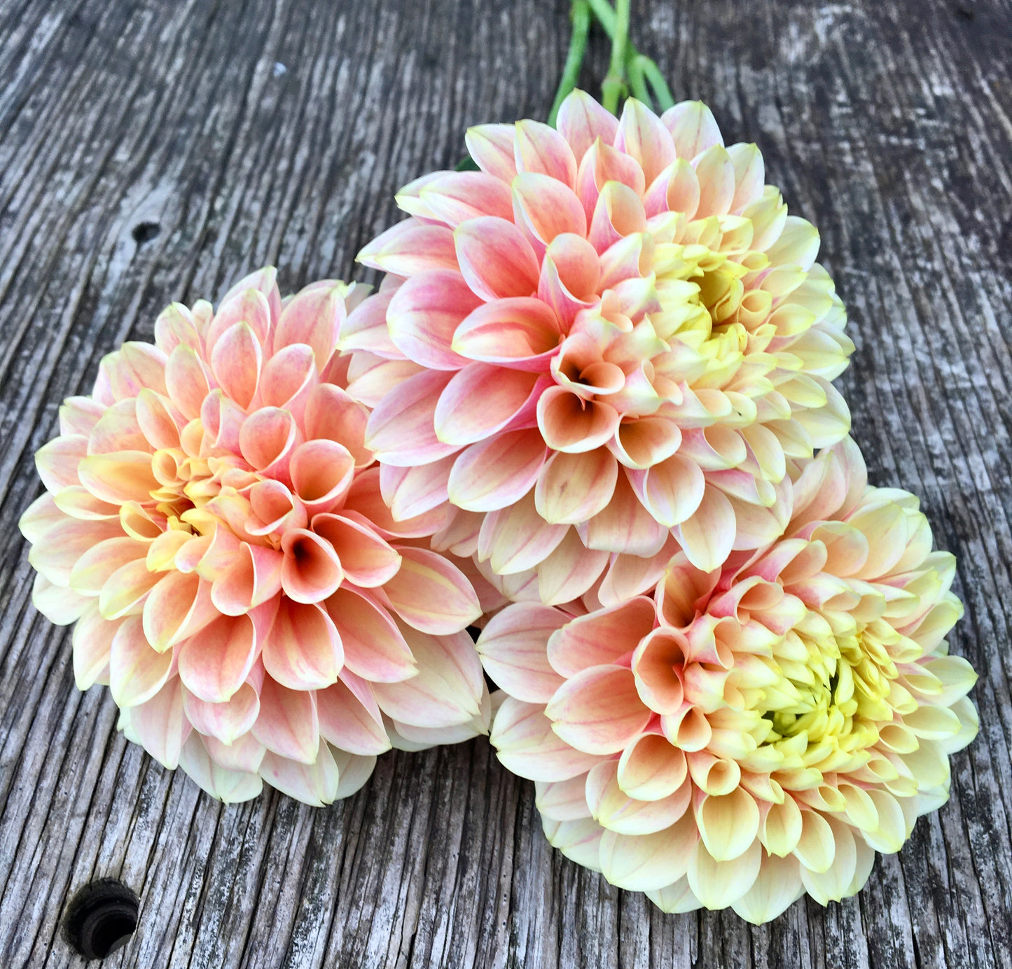 Dahlia Sweet Suzanne