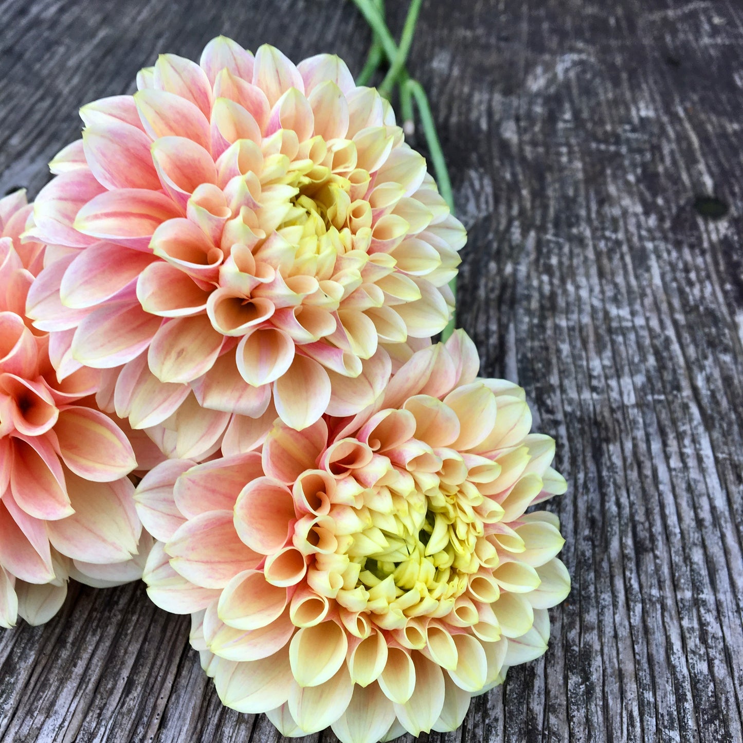 Dahlia Sweet Suzanne