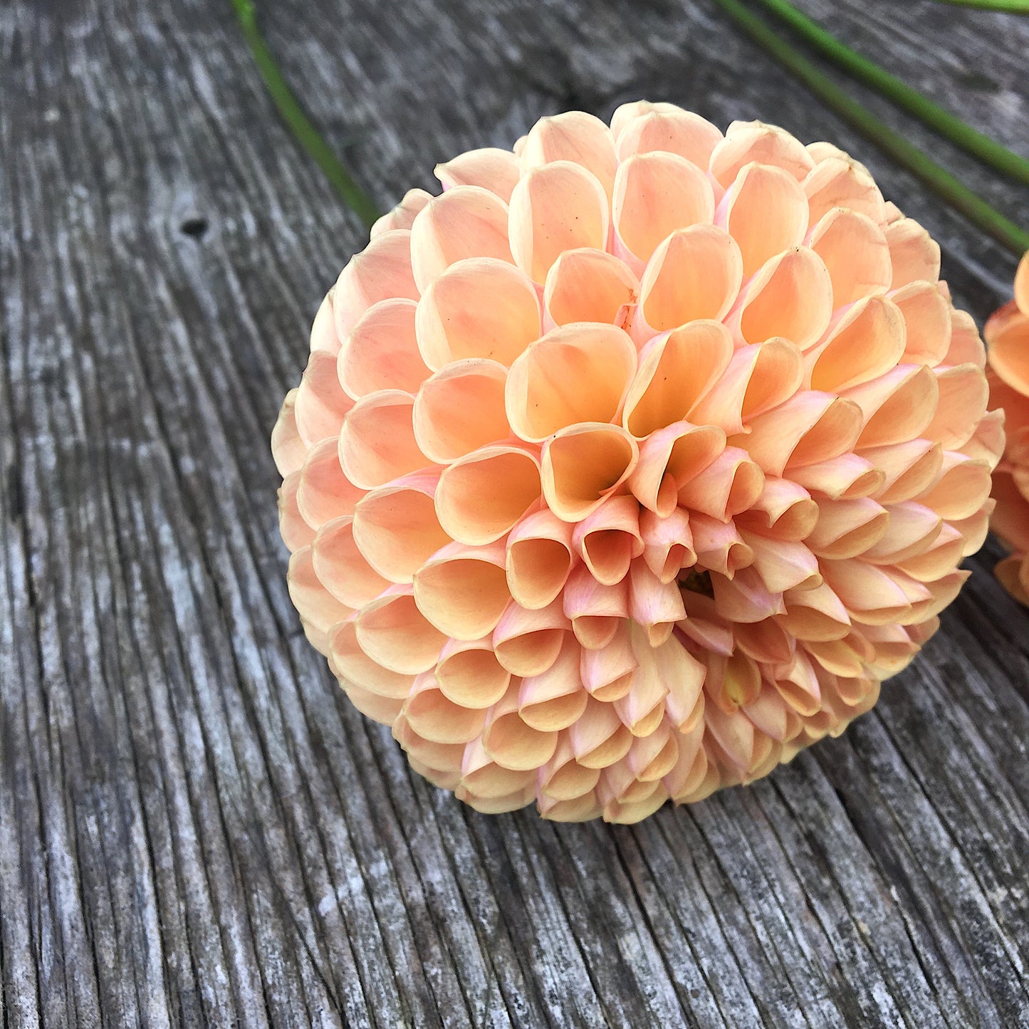 Dahlia Valley Tawney