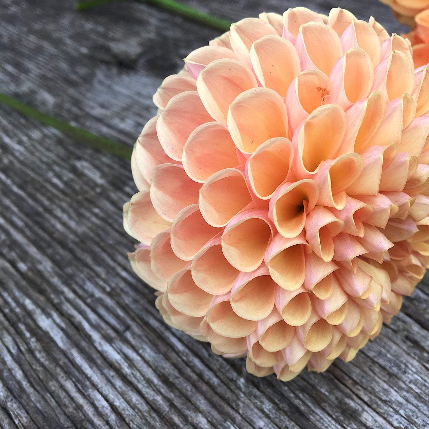 Dahlia Valley Tawney