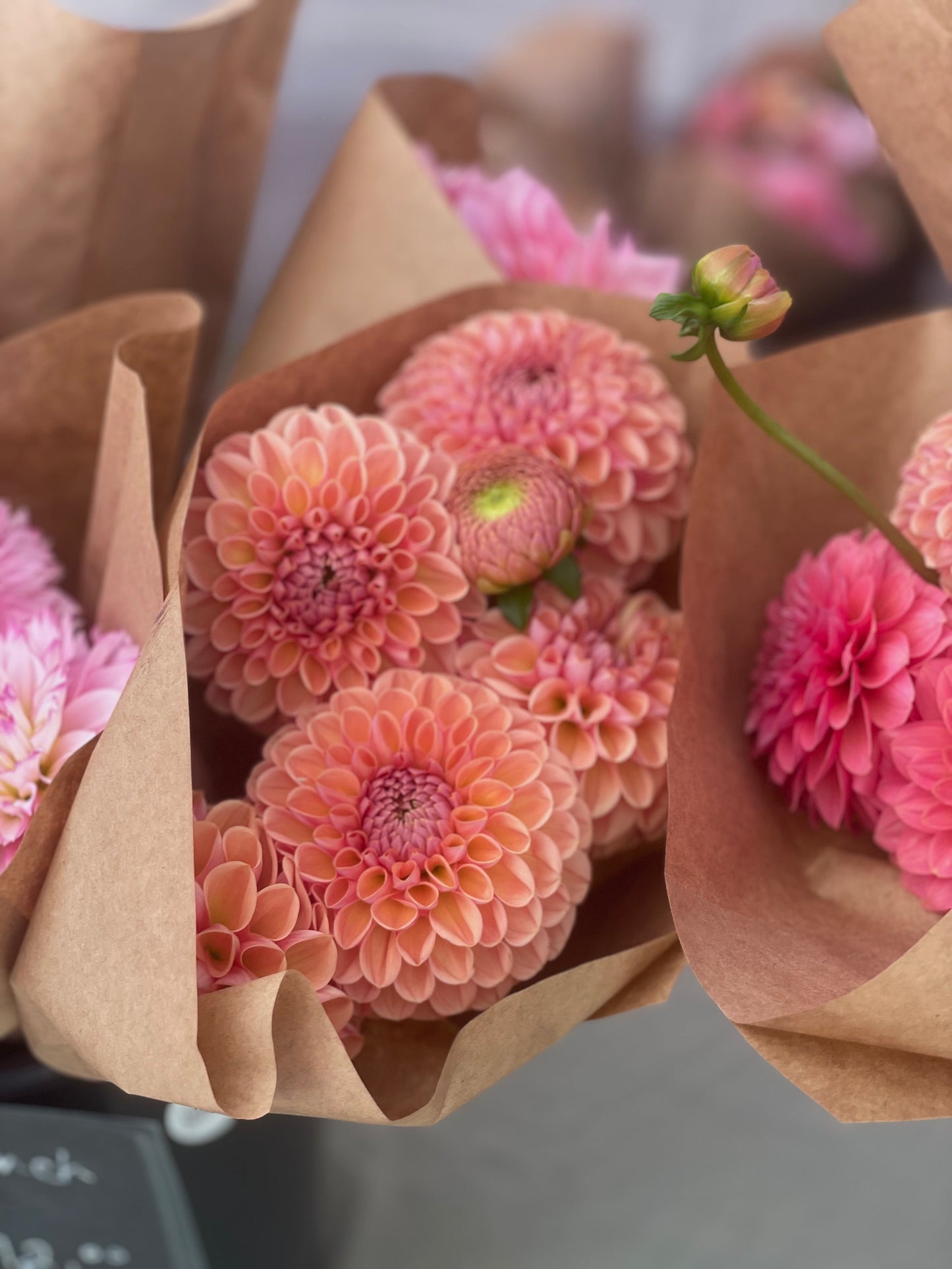 Dahlia Valley Tawney