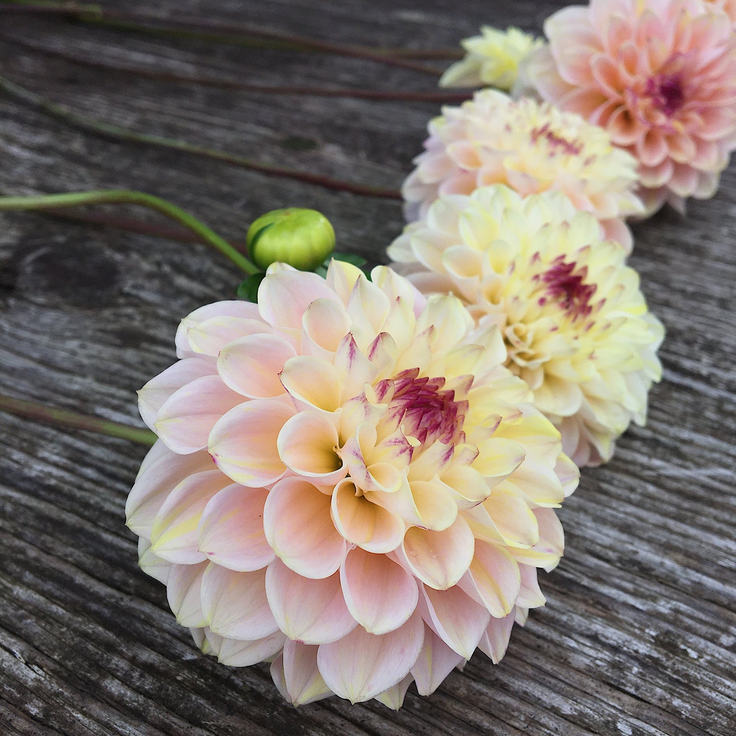Dahlia Wine Eyed Jill