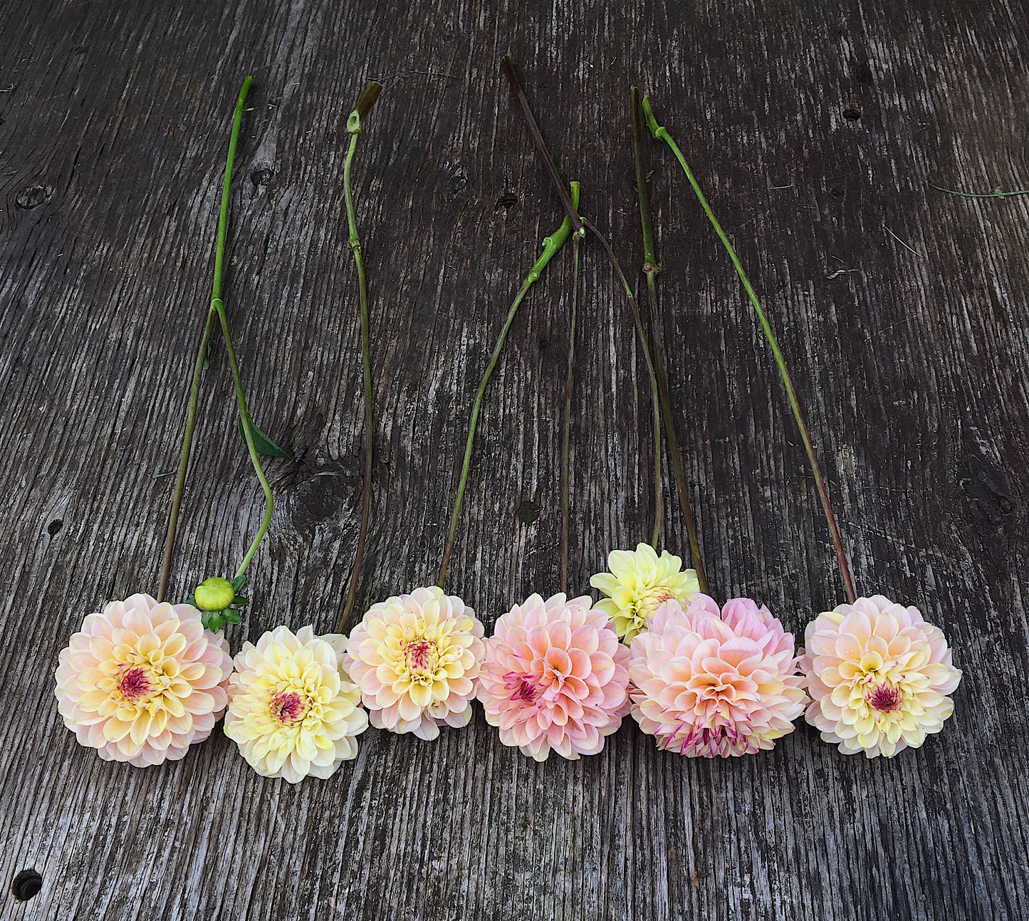 Dahlia Wine Eyed Jill