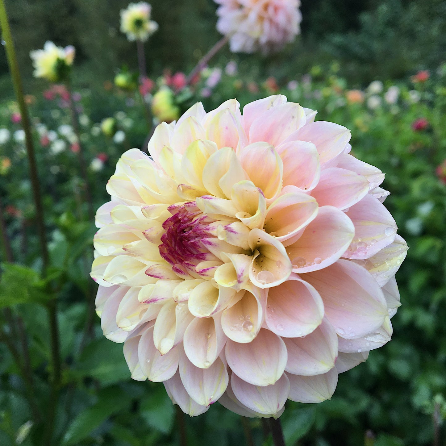 Dahlia Wine Eyed Jill