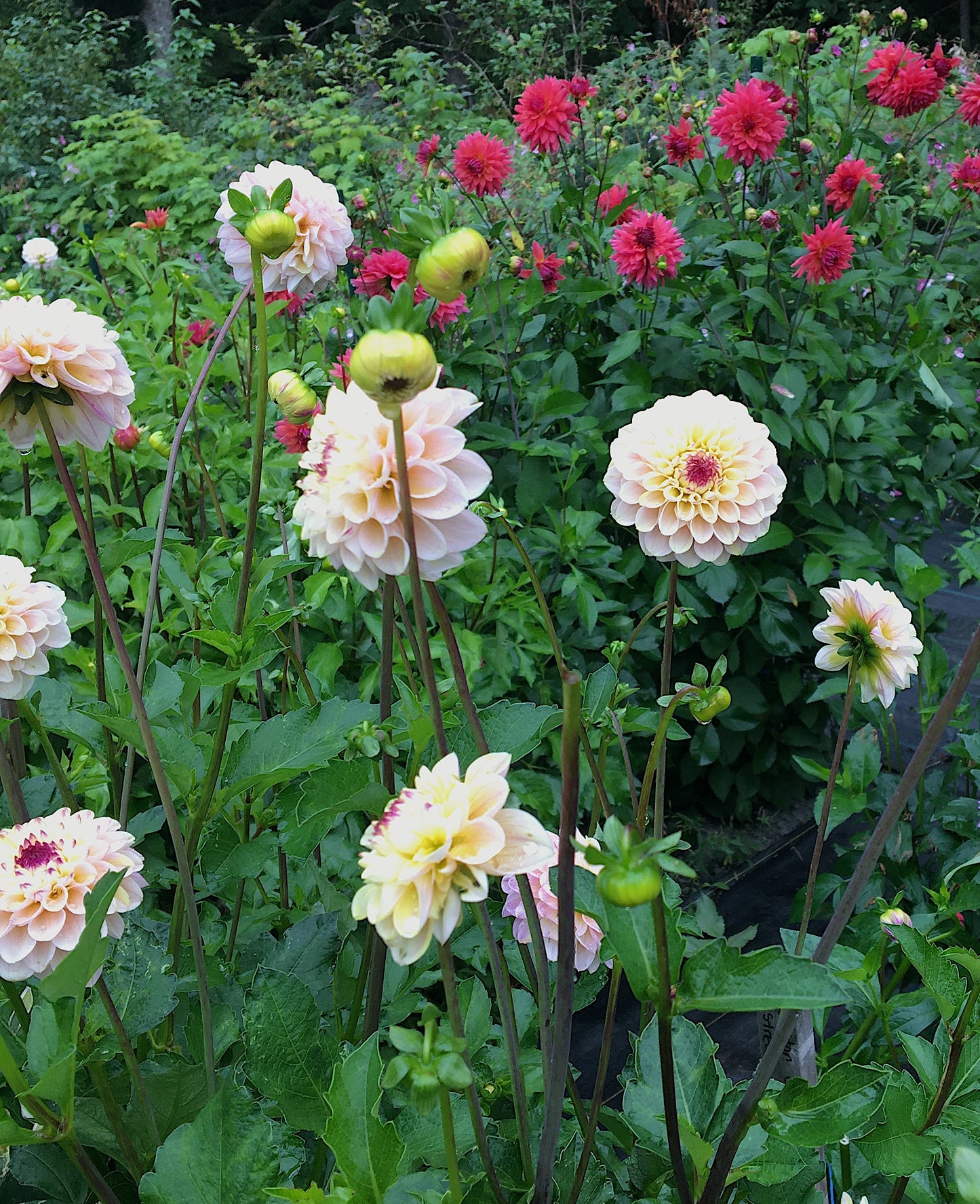 Dahlia Wine Eyed Jill