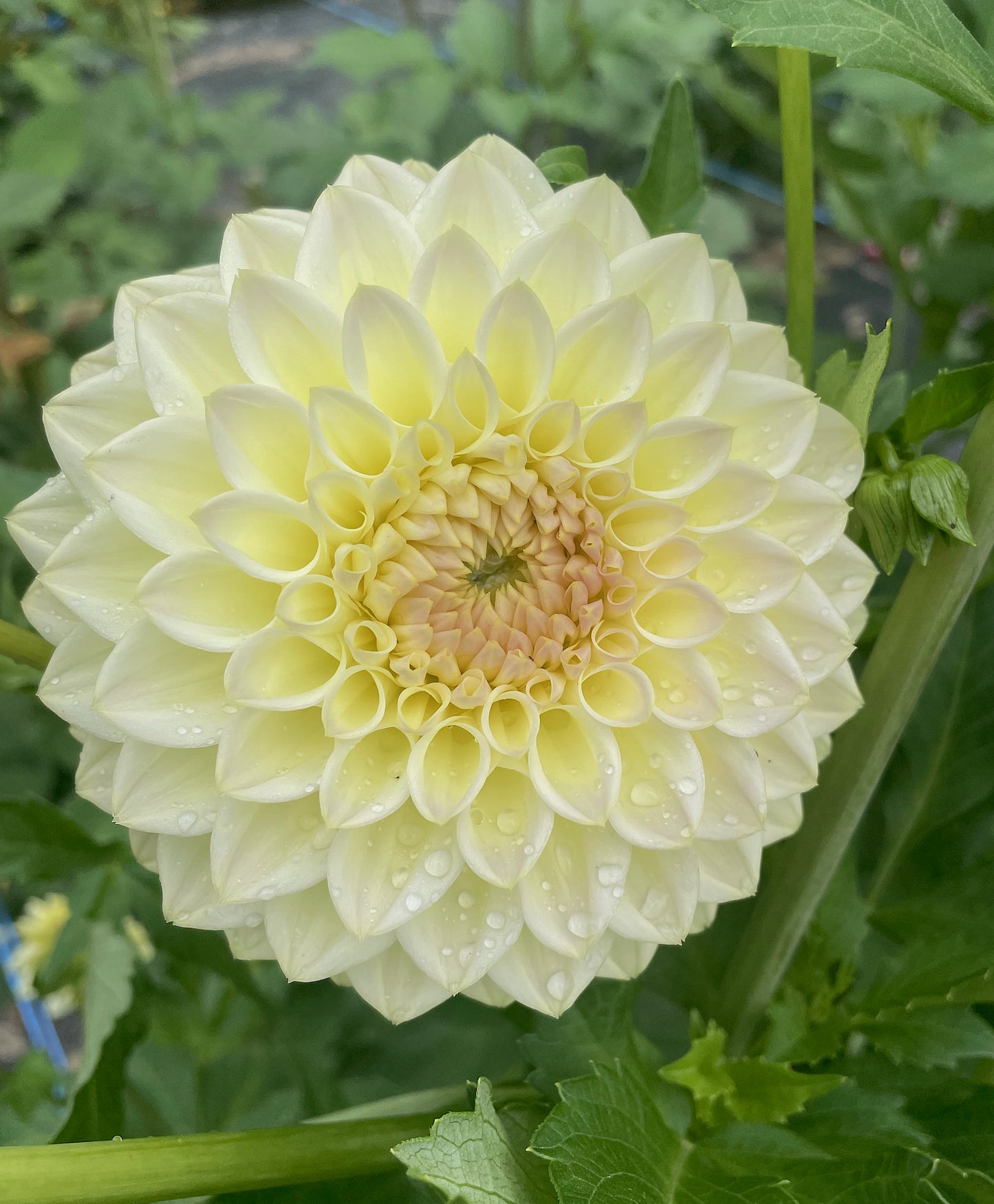 Dahlia Winholme Diane