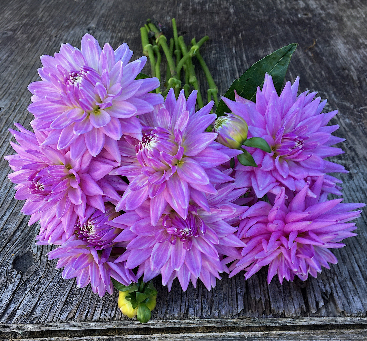 Dahlia Worton Blue Streak